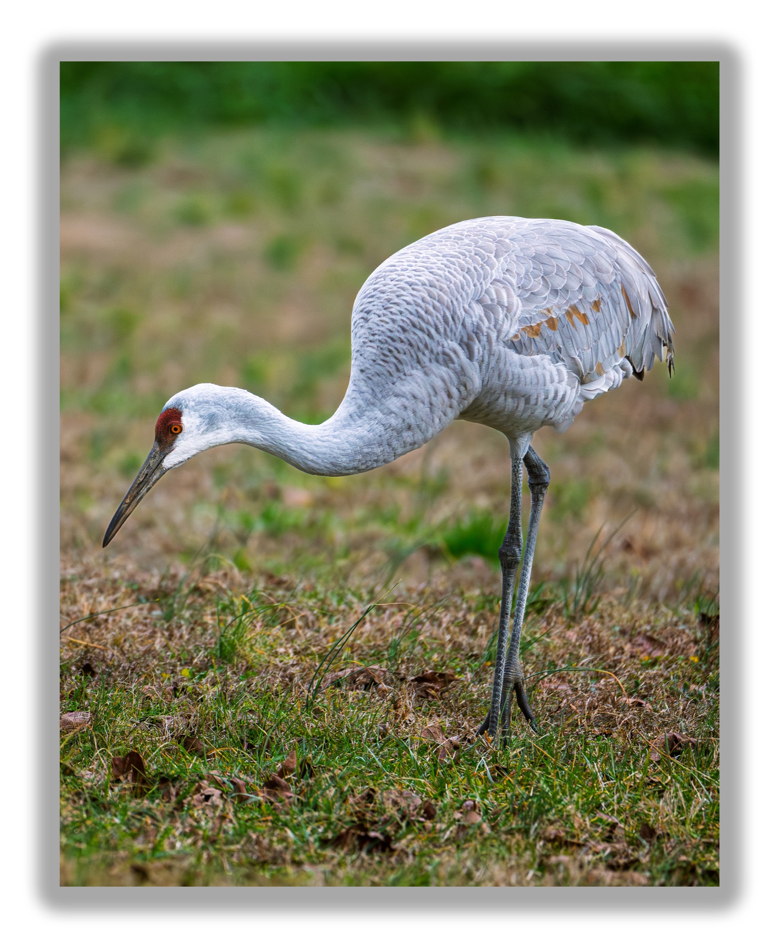 Sandhill Crane Ii