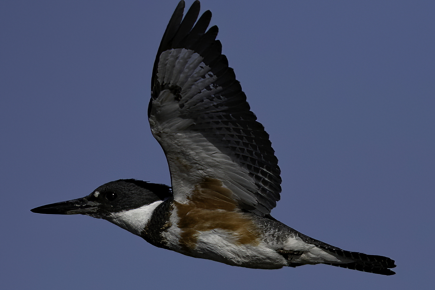 Belted Kingfisher