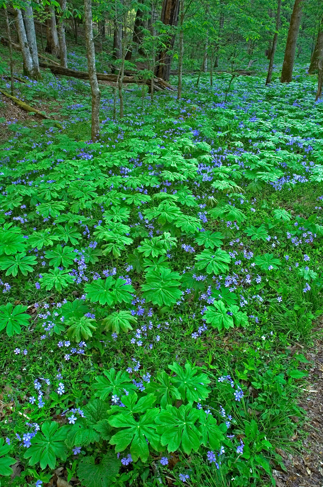 Mayapple & Phlox