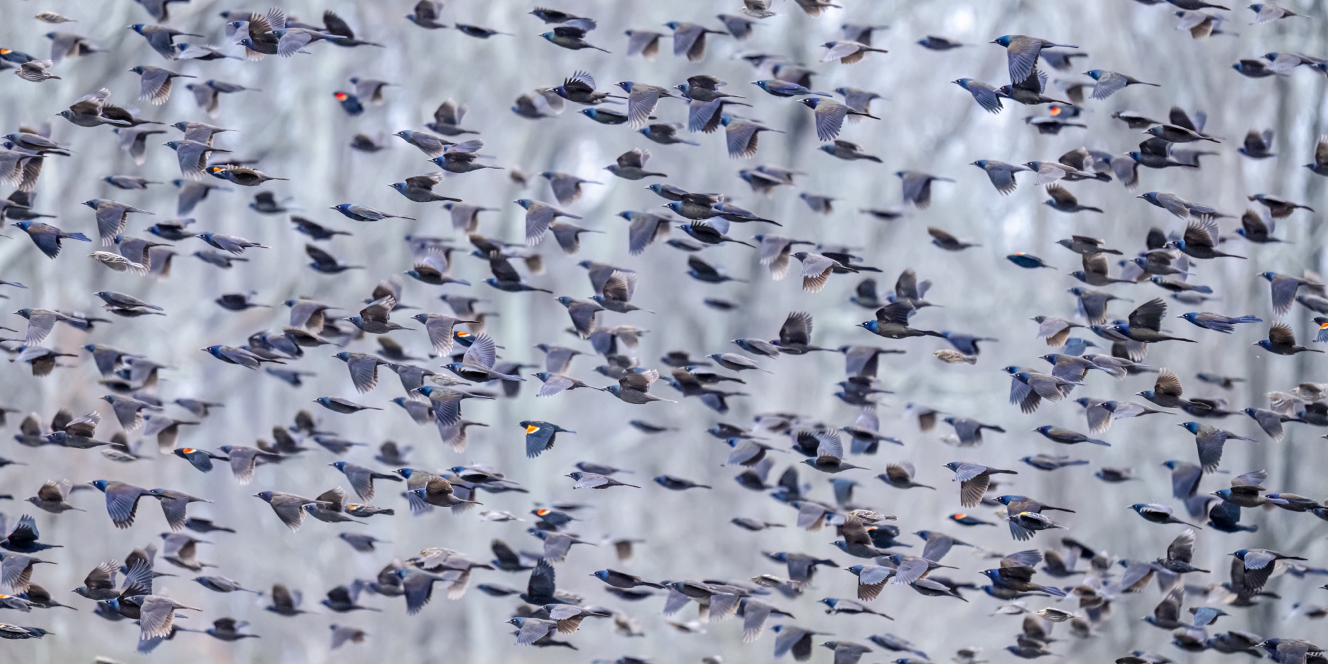 Blackbird Swarm