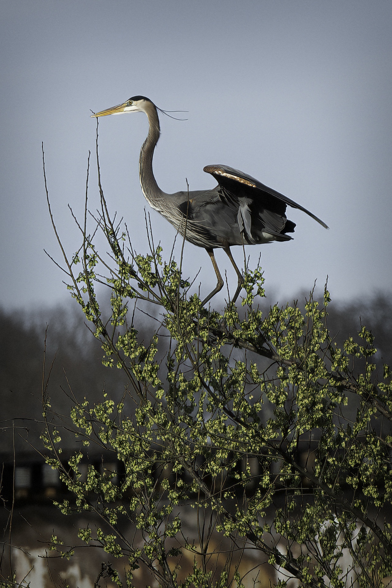 Papson Tn River Takeoff
