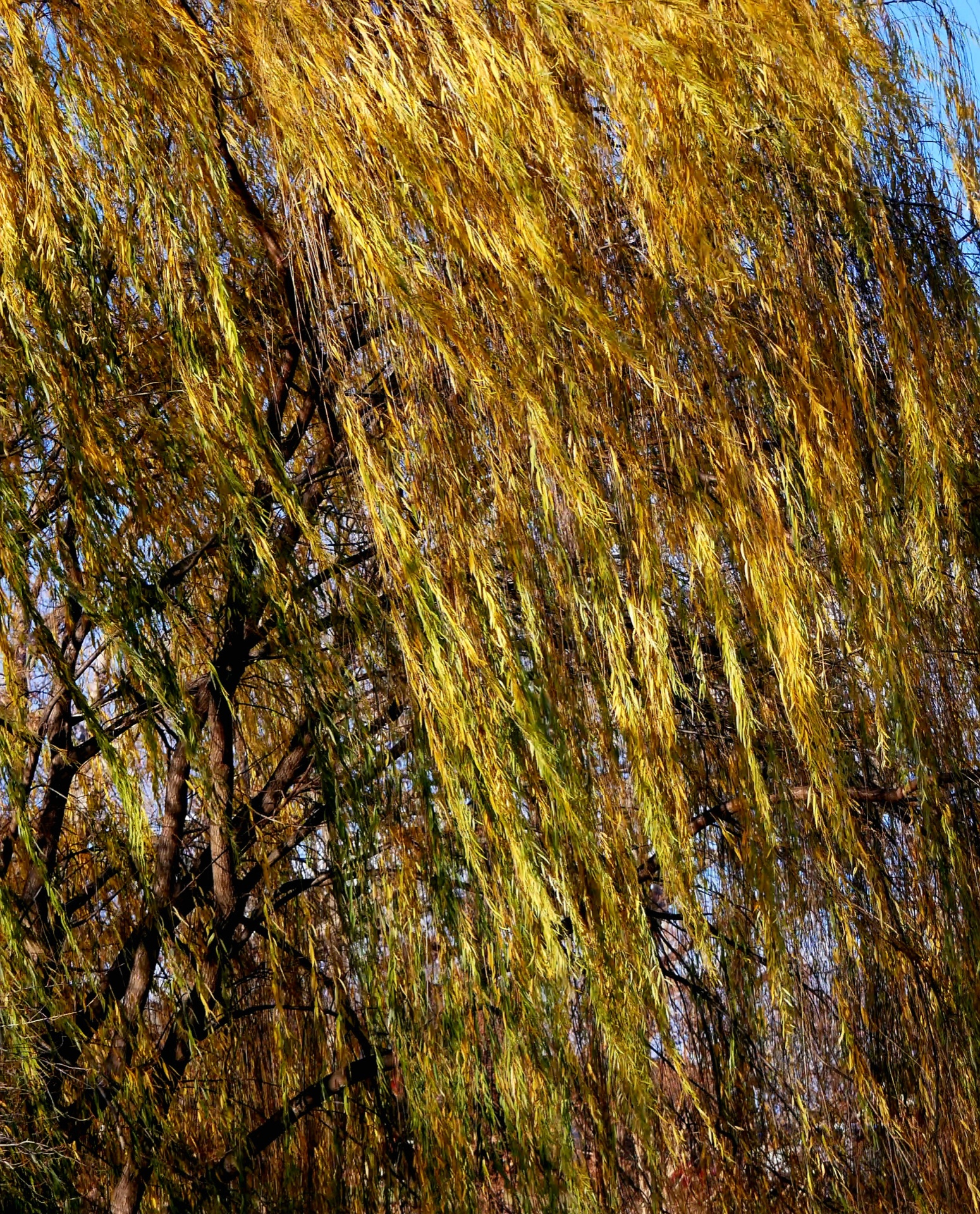Weeping willow golden hour