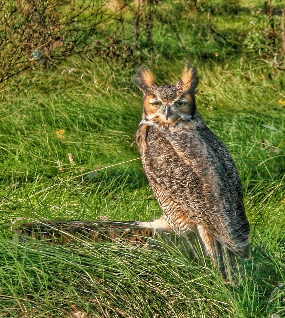 Whoooo Are You Looking At