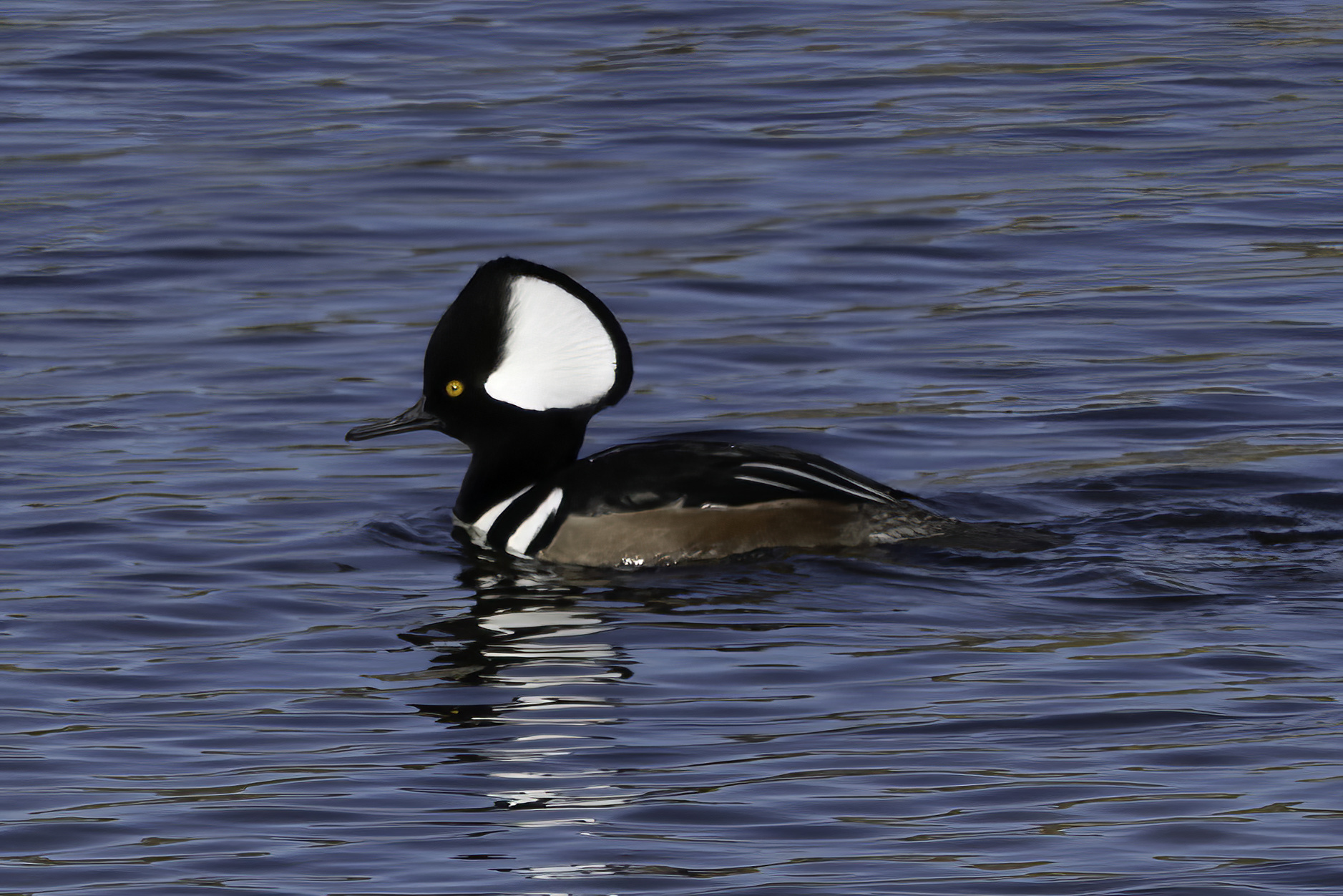 Hooded Merganser