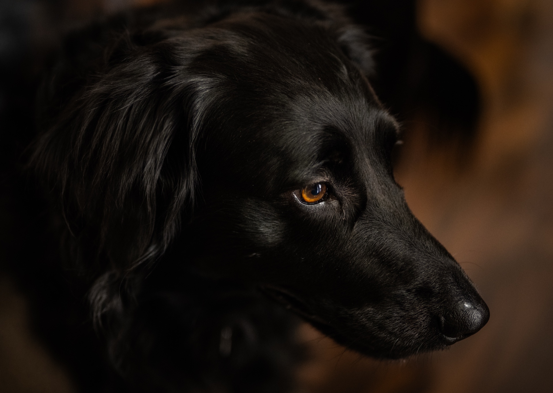 The Stare