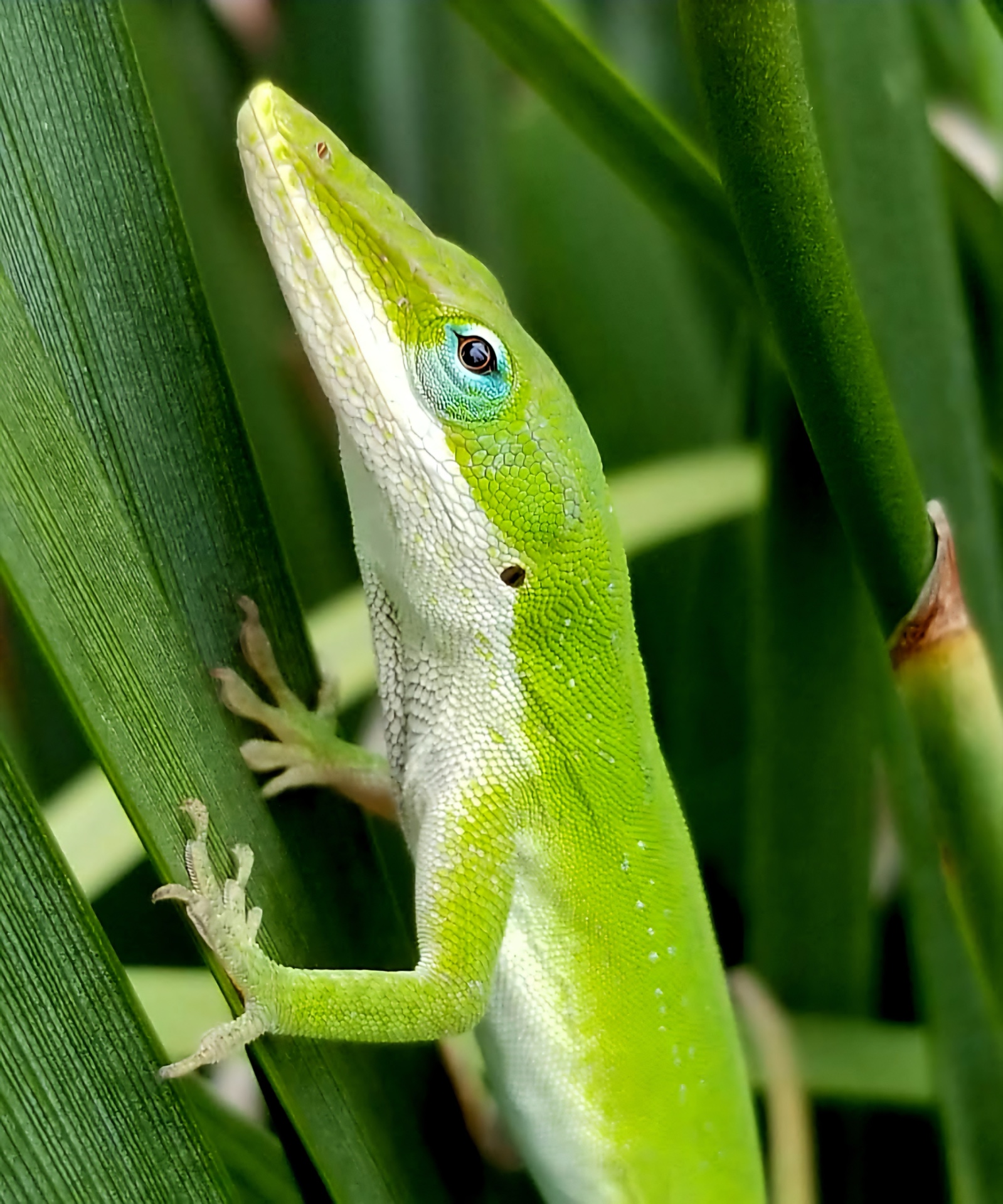 green anole lizard