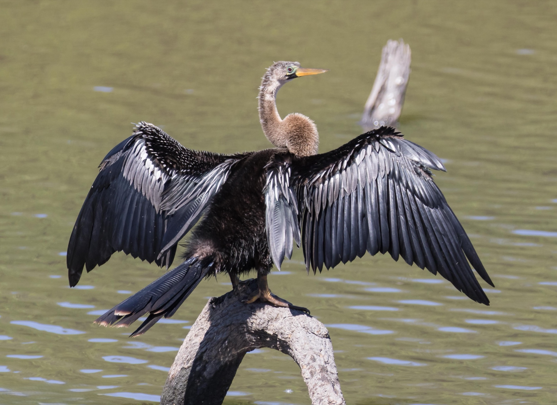 Drying wings