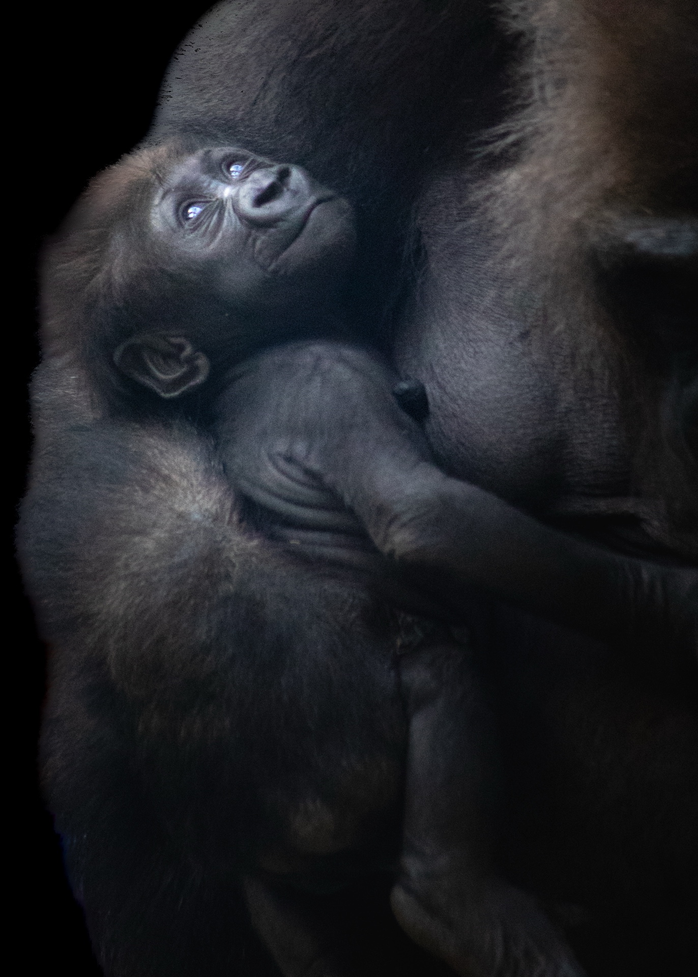 infant gaze