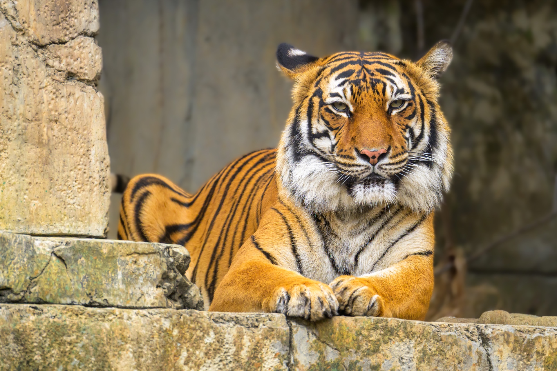 Eyes of the Tiger