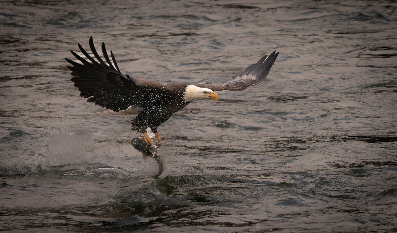 Good Catch