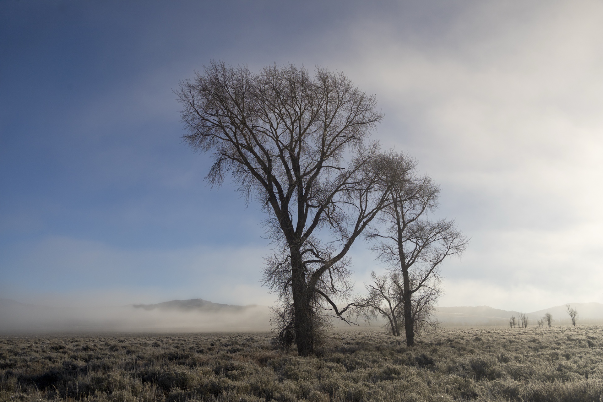 Bare Bones Beauty