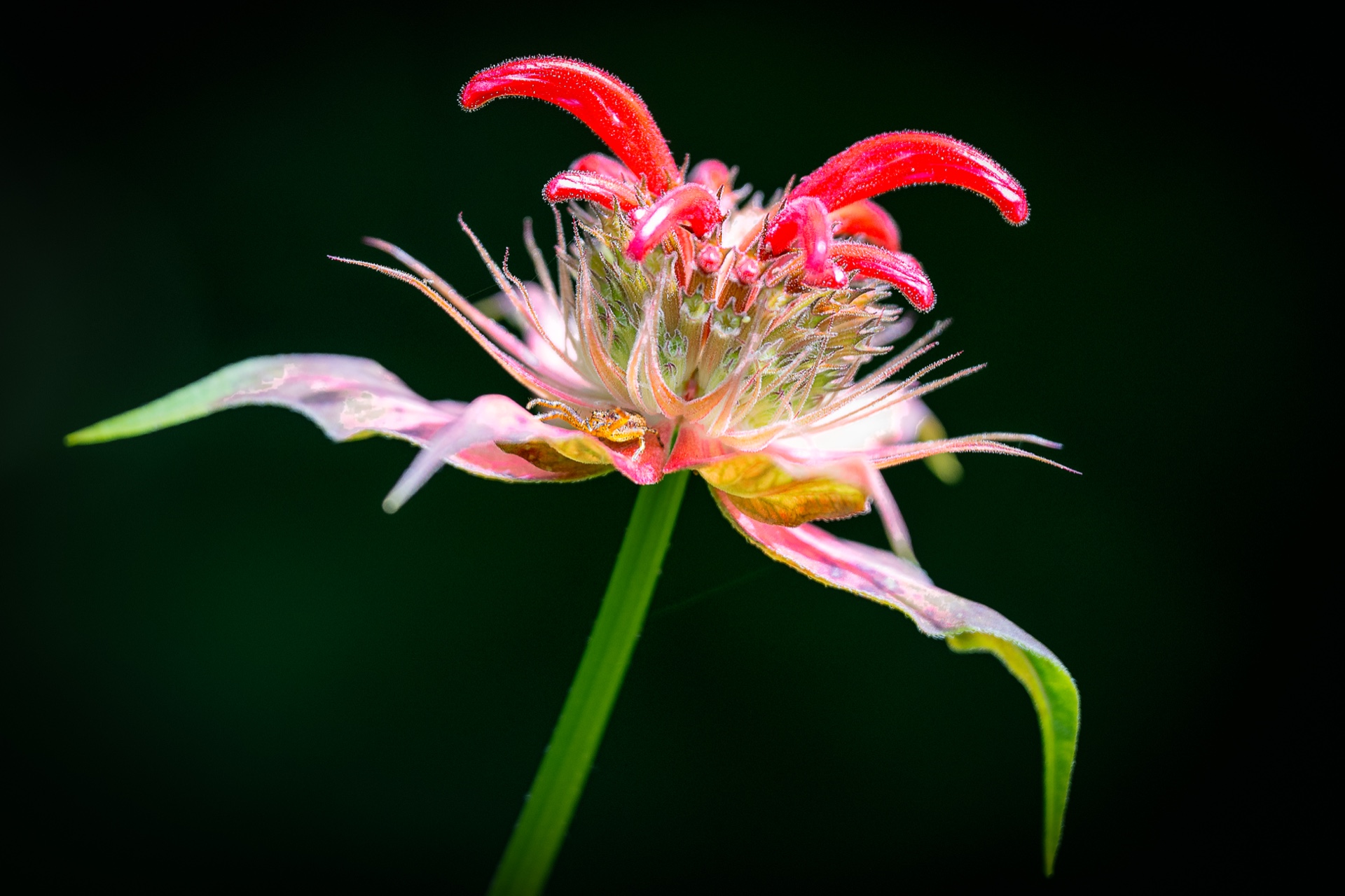 Beebalm With Bonus Hidden Spider