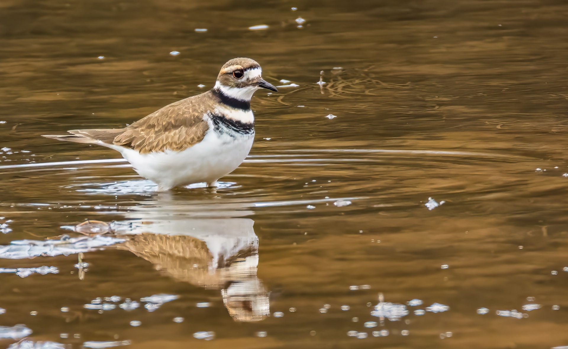 Kildeer In Pond