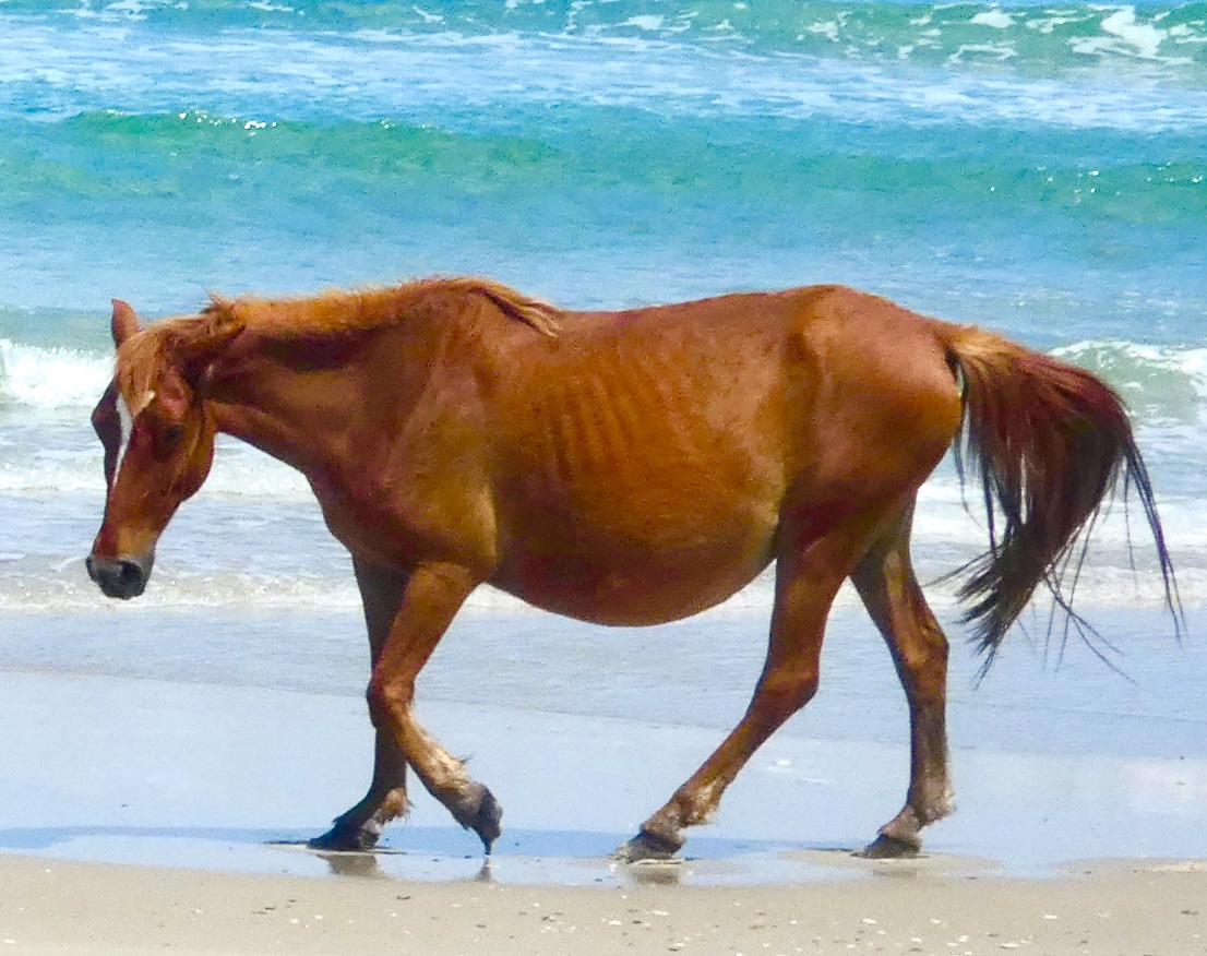 Corolla North Caarolina