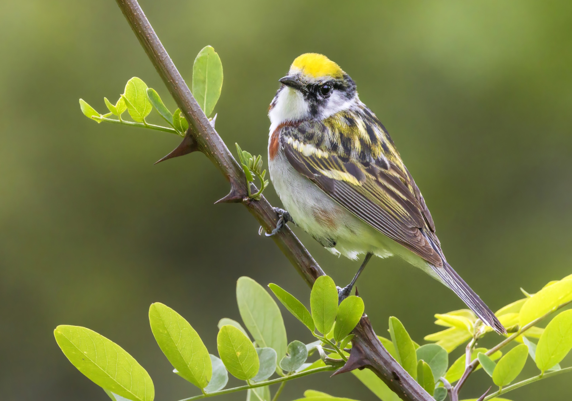 Warbler Posing for the Camera