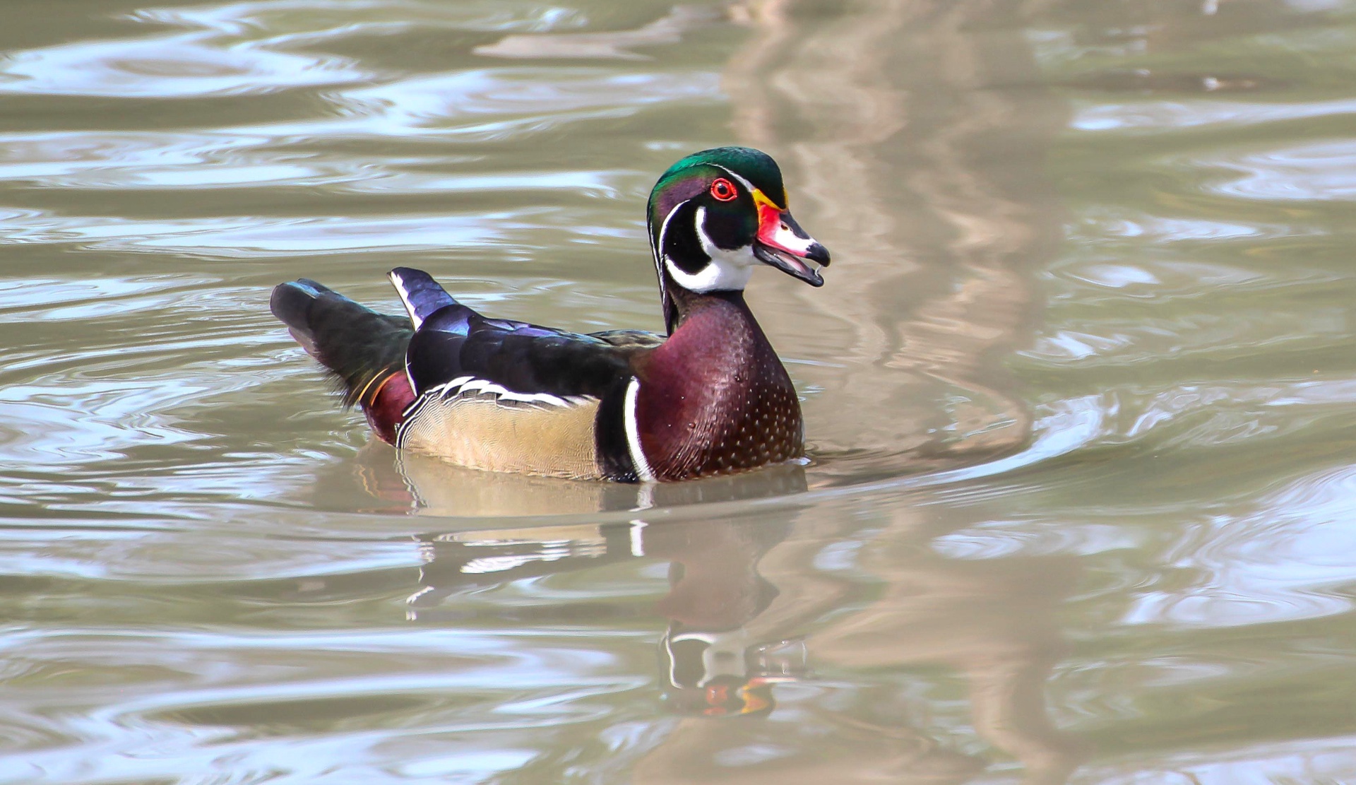 Wood duck swimming