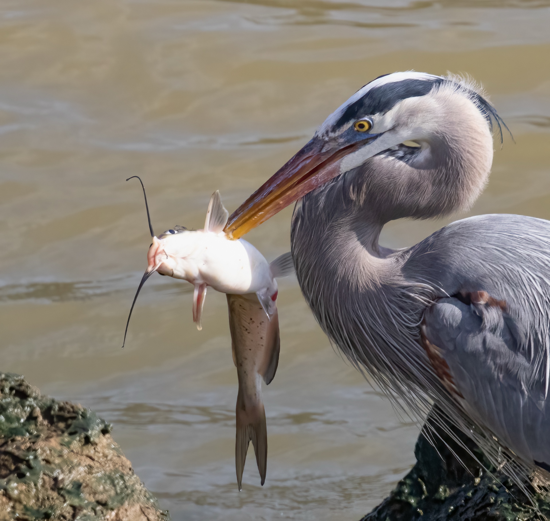 Successful fishing