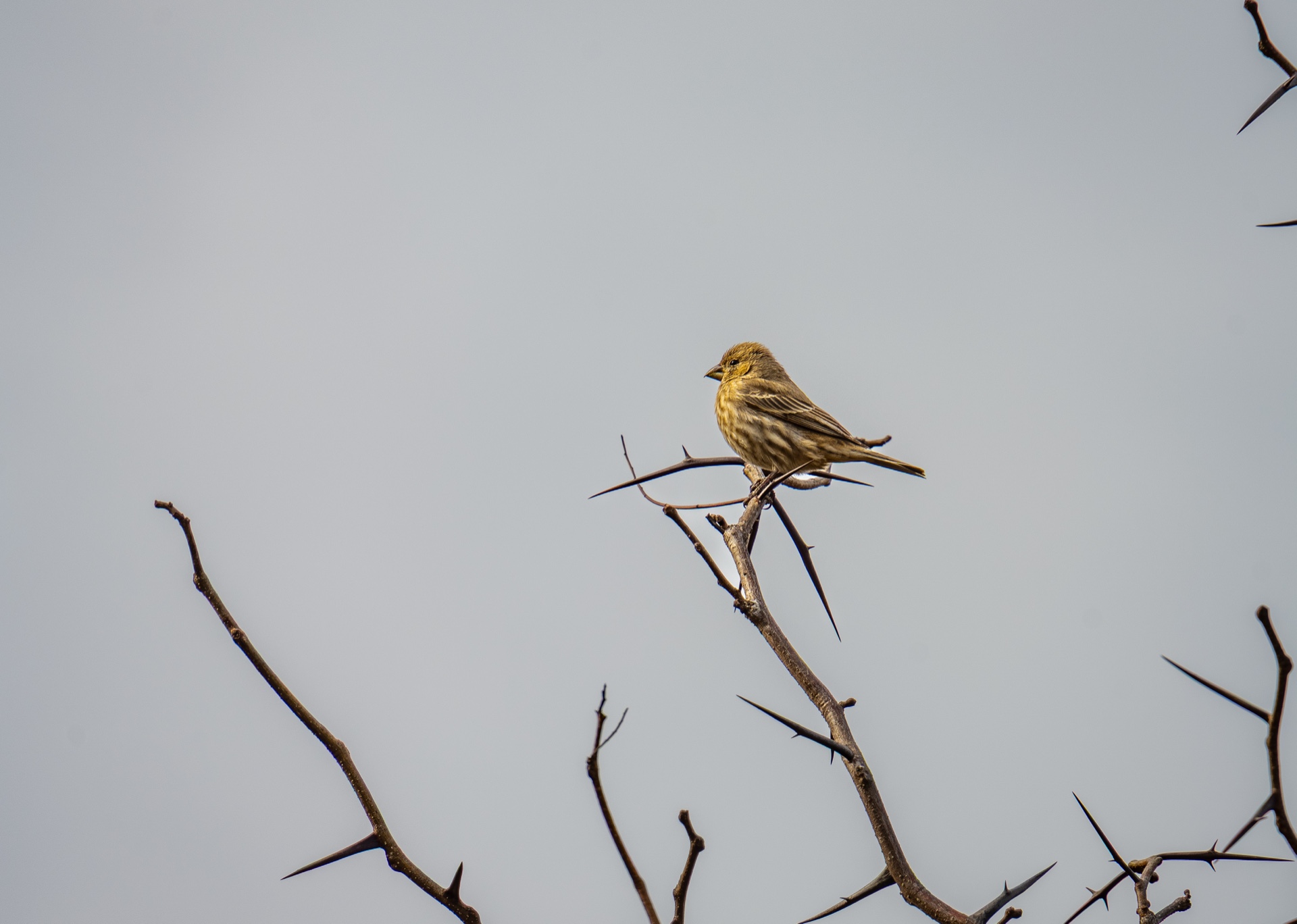 Amongst the Thorns