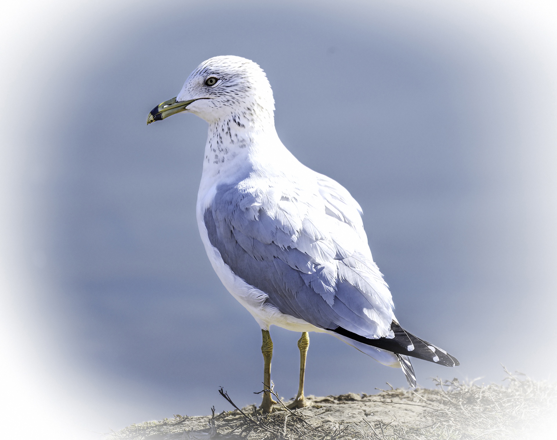 Papson Inland Gull