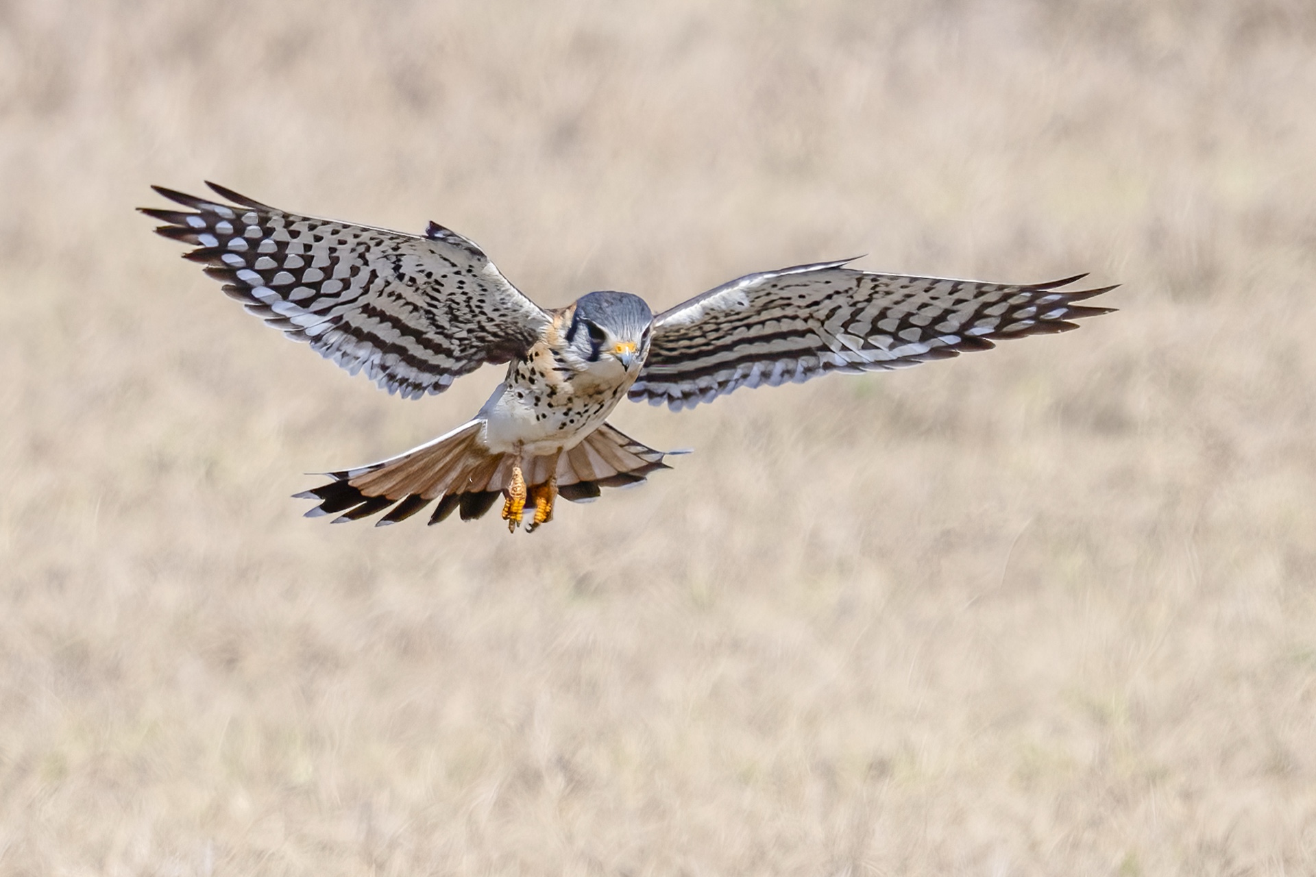 American kestrel