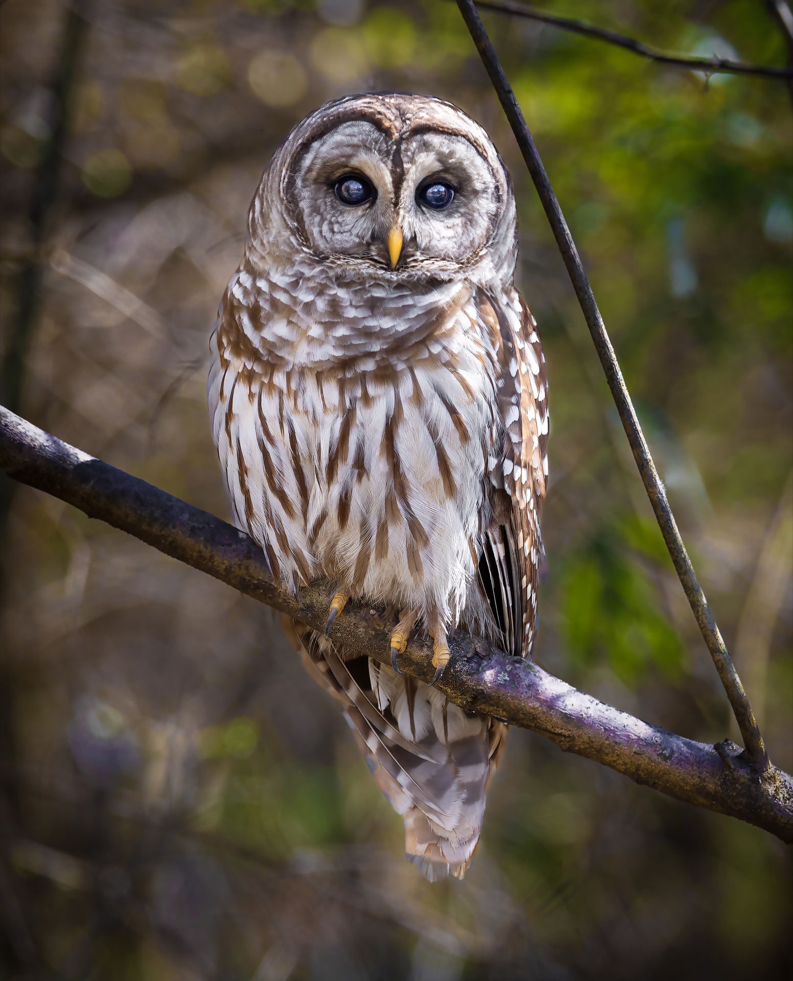 The Barn Owl