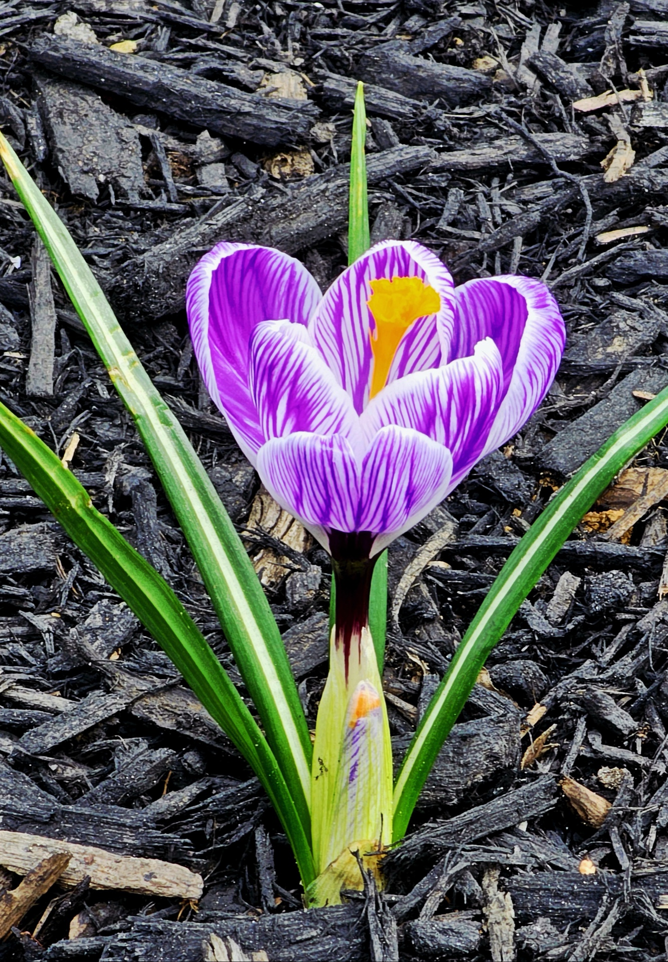 Spring crocus