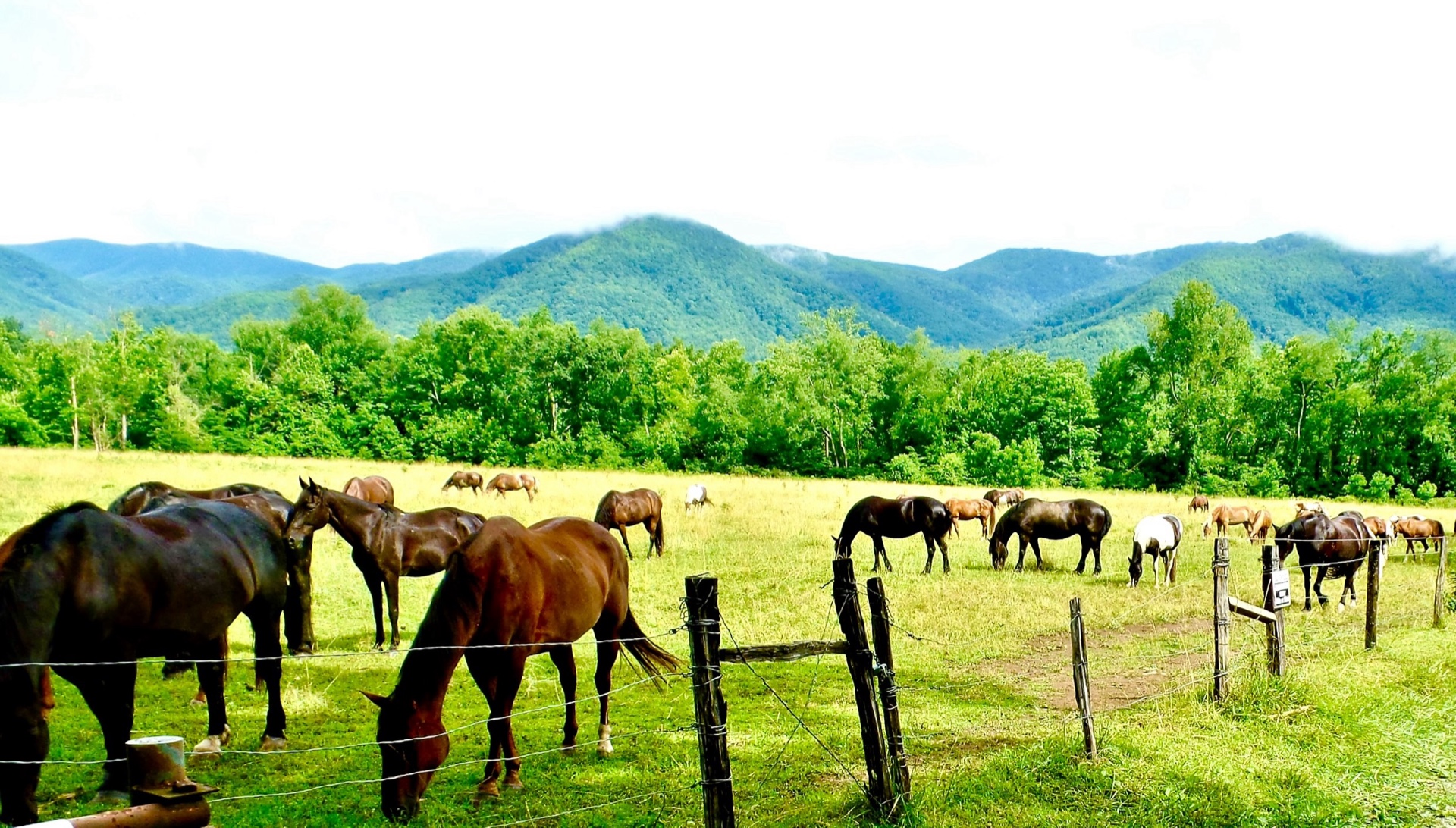 Cove Horses