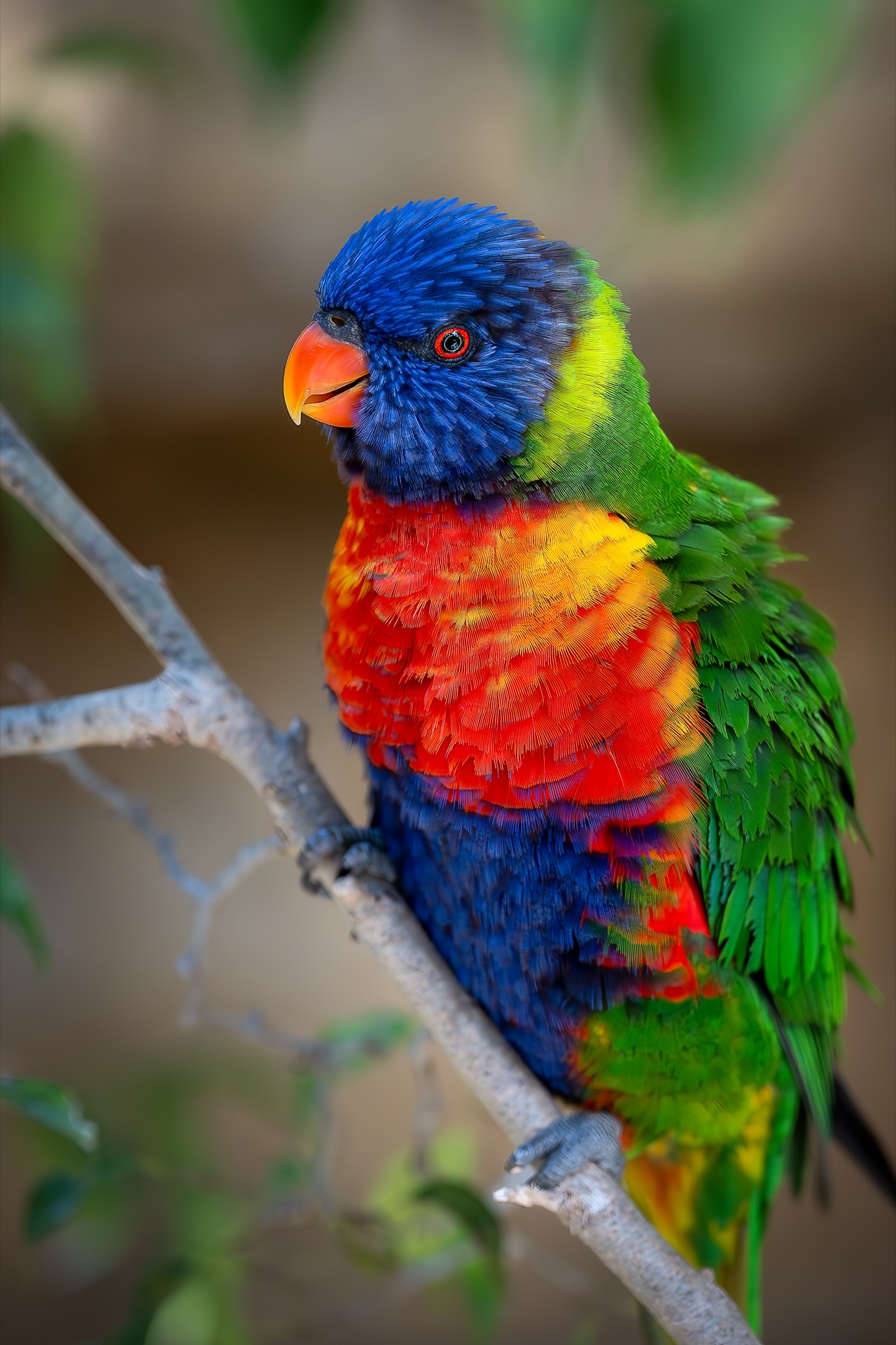 rainbow lorikeet