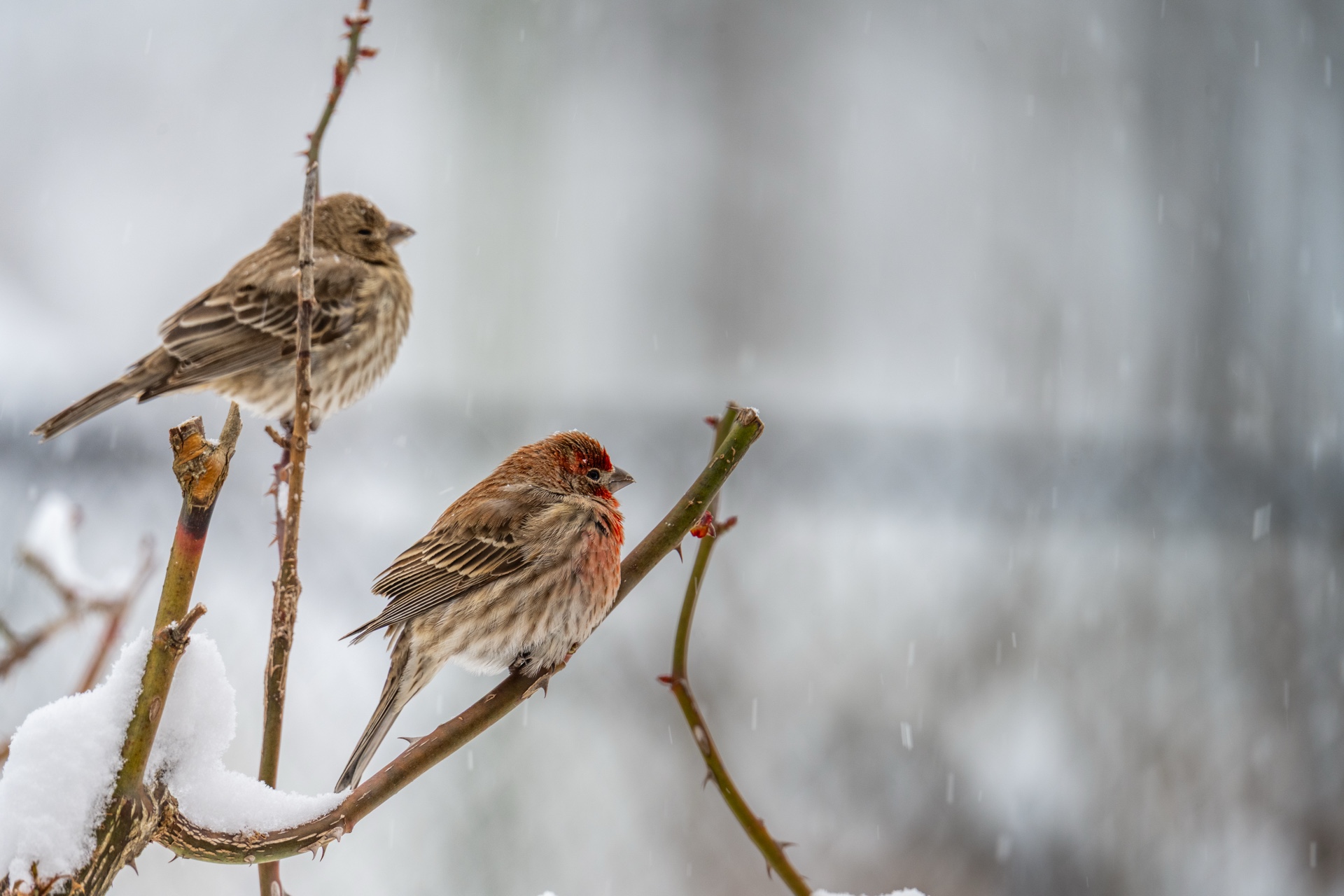 Freezing Our Tail Feathers Off