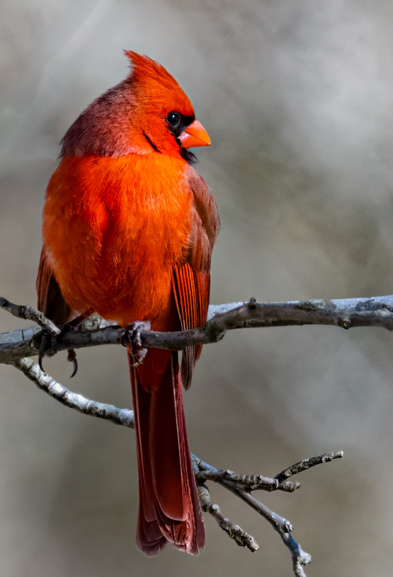 Male Cardinal