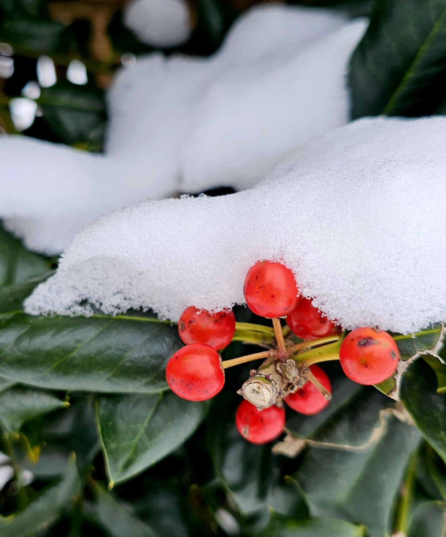 berries in snow
