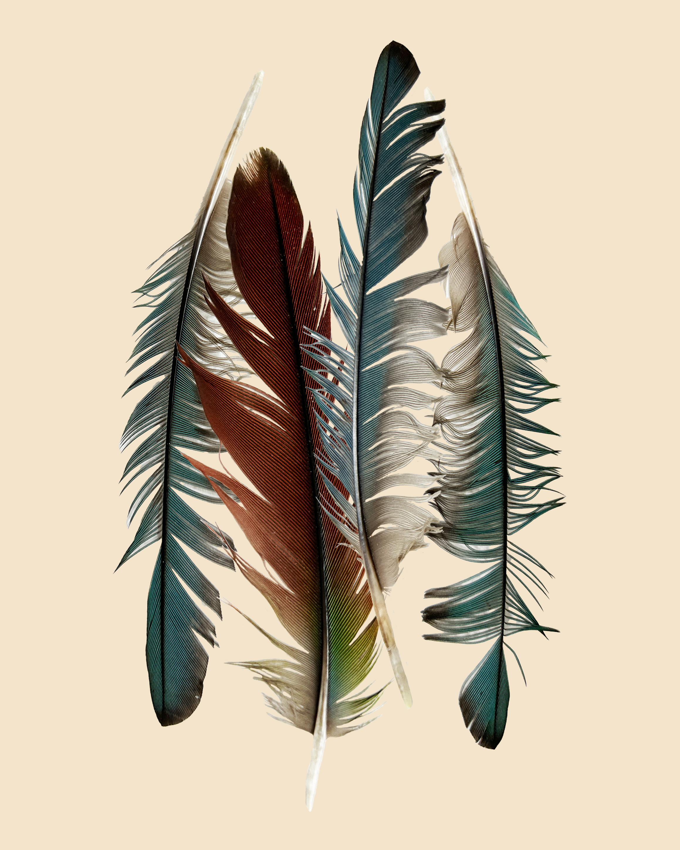 Feathers