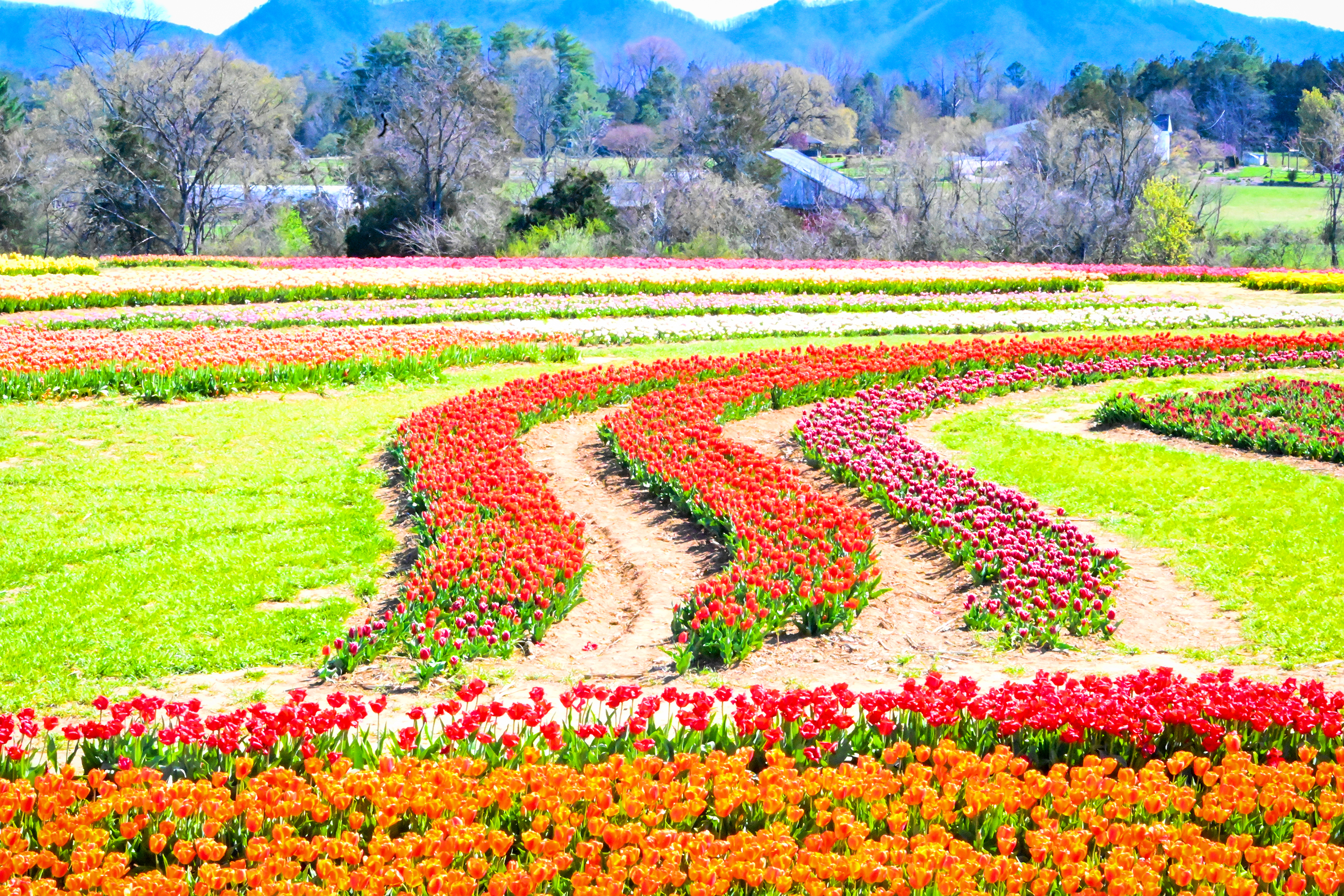Tulip Crazy