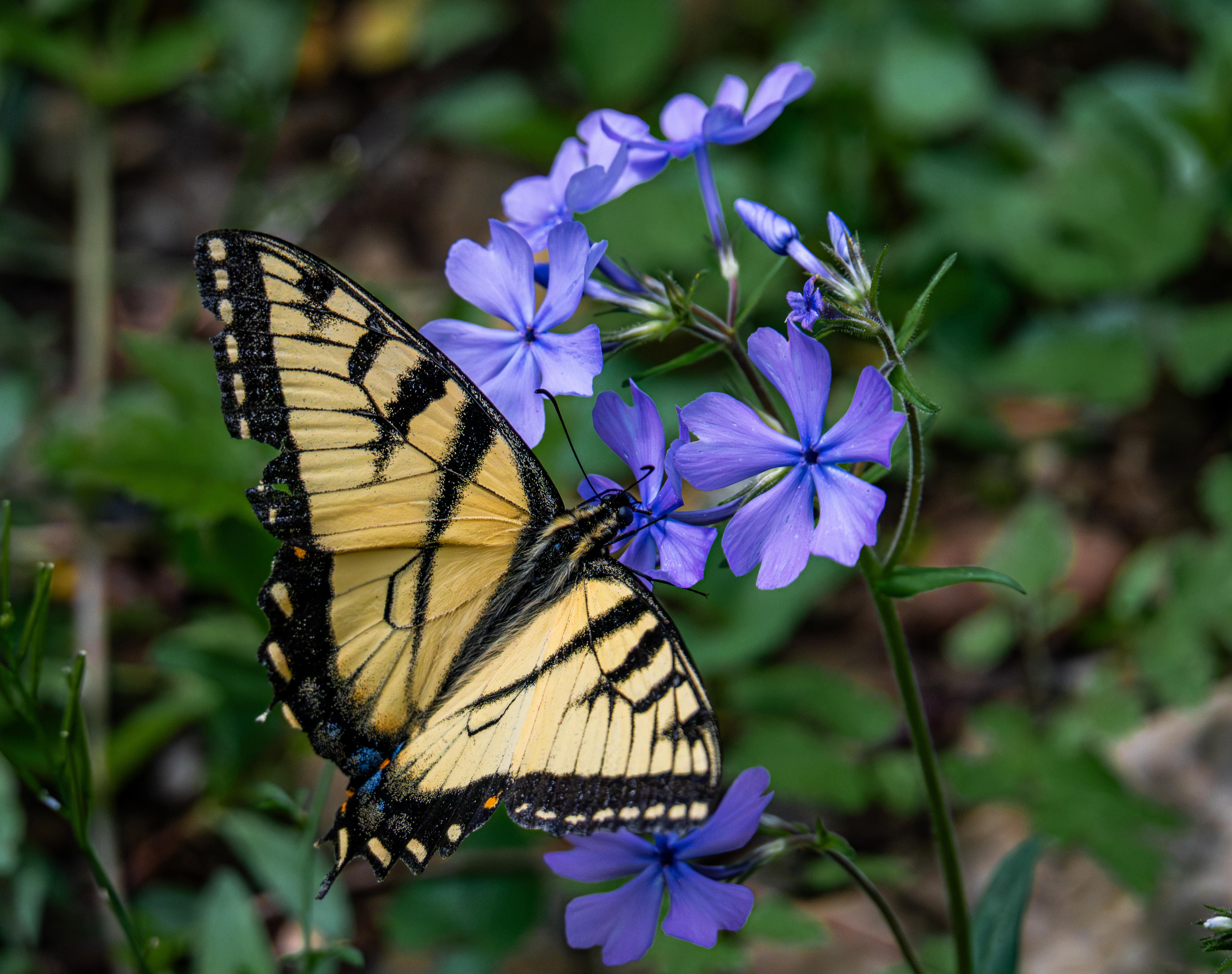 Butterfly Breakfast