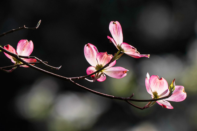 Golden Hour Dogwood
