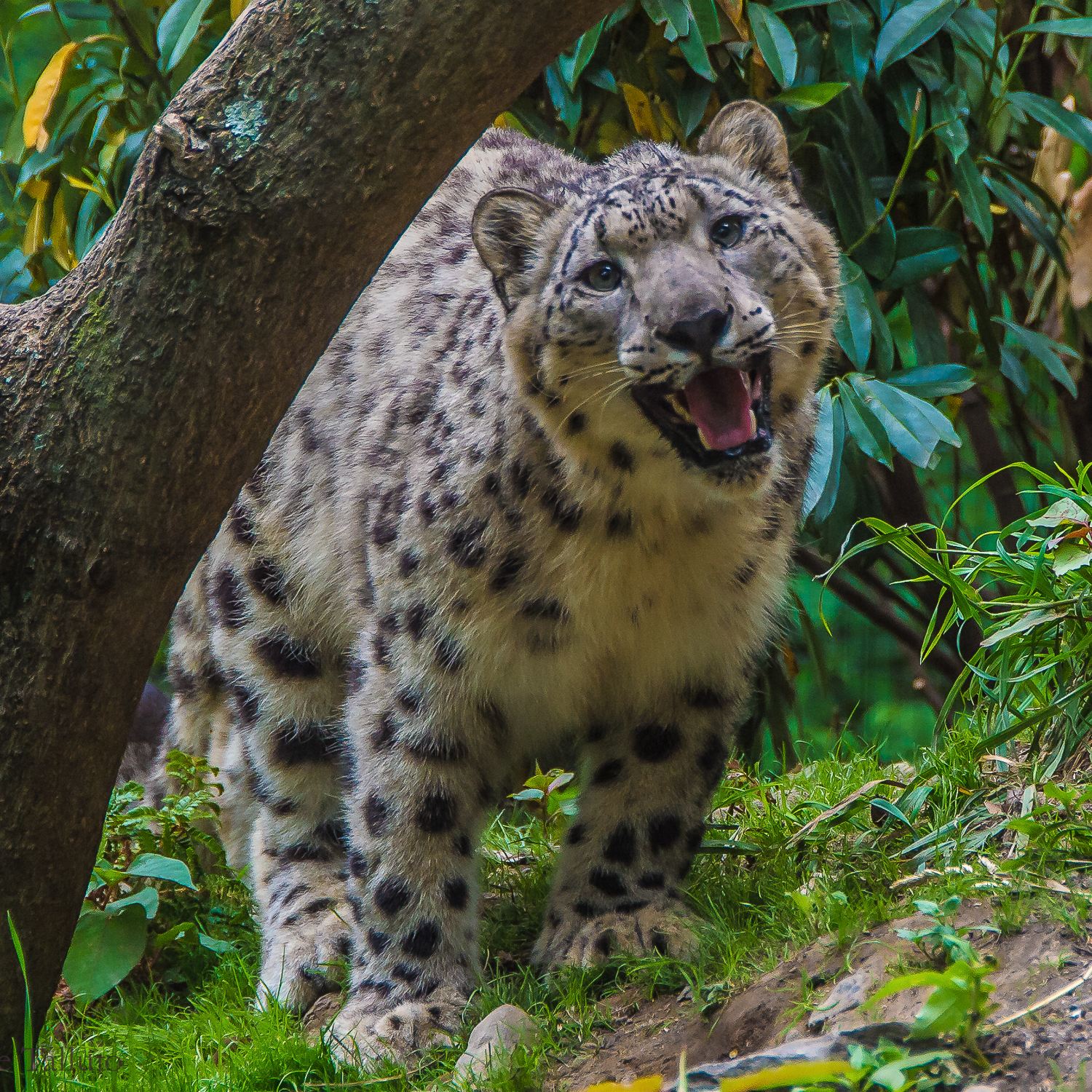 Snow Leopard
