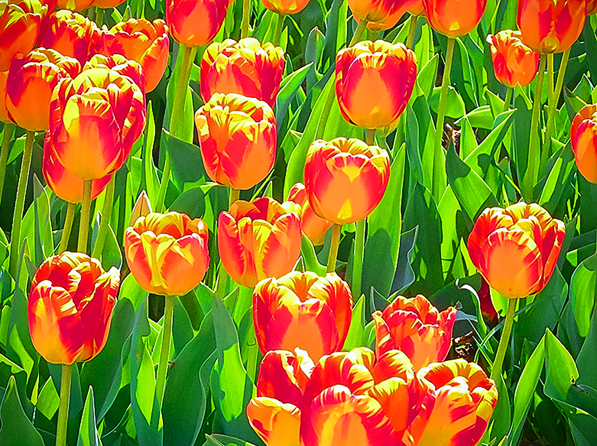 Tulip Sunrise