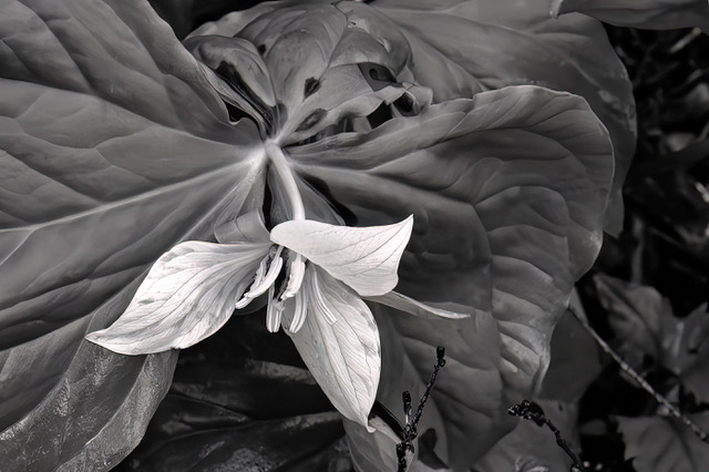 Trillium in BW