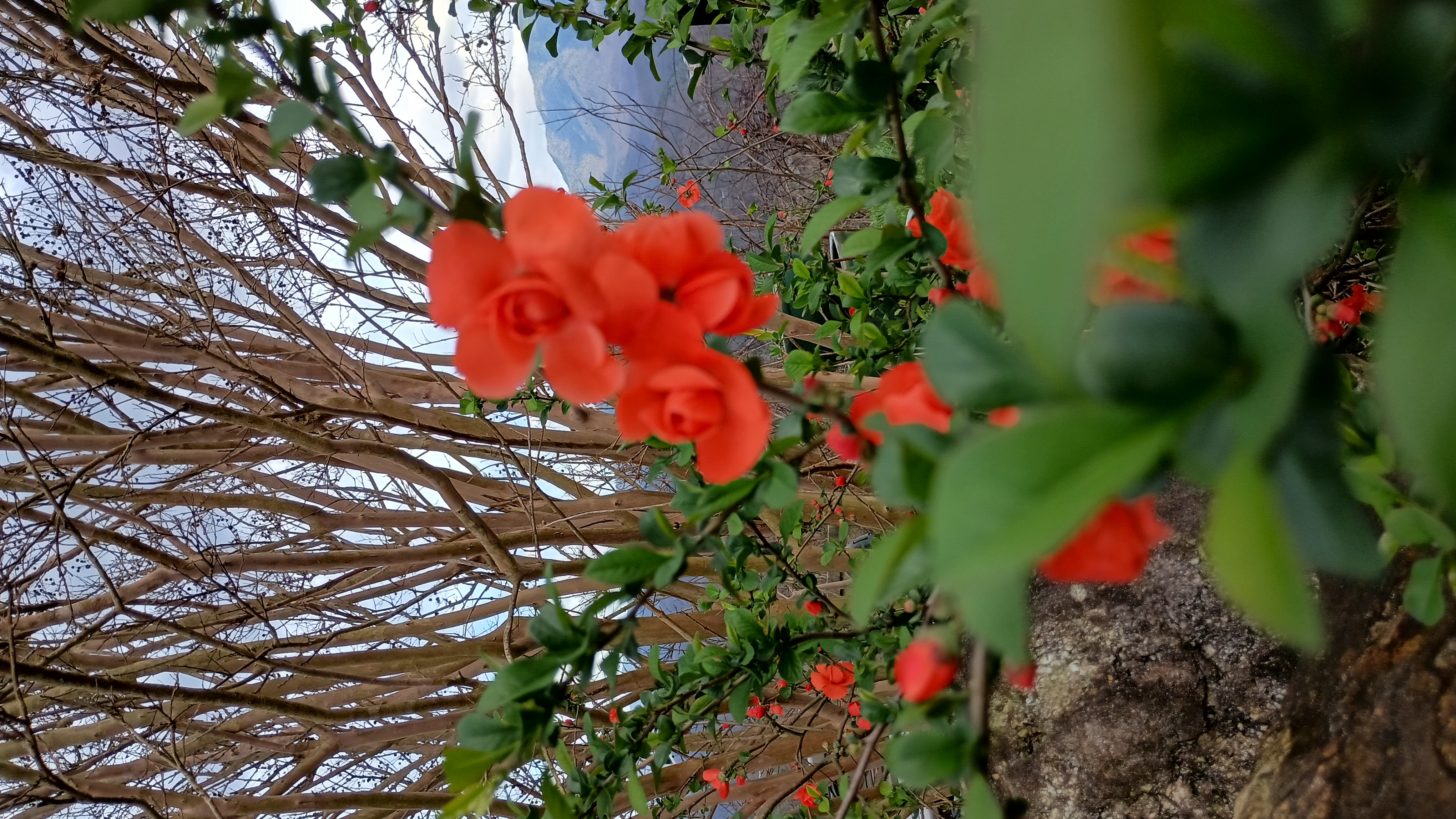 Orange Storm Quince