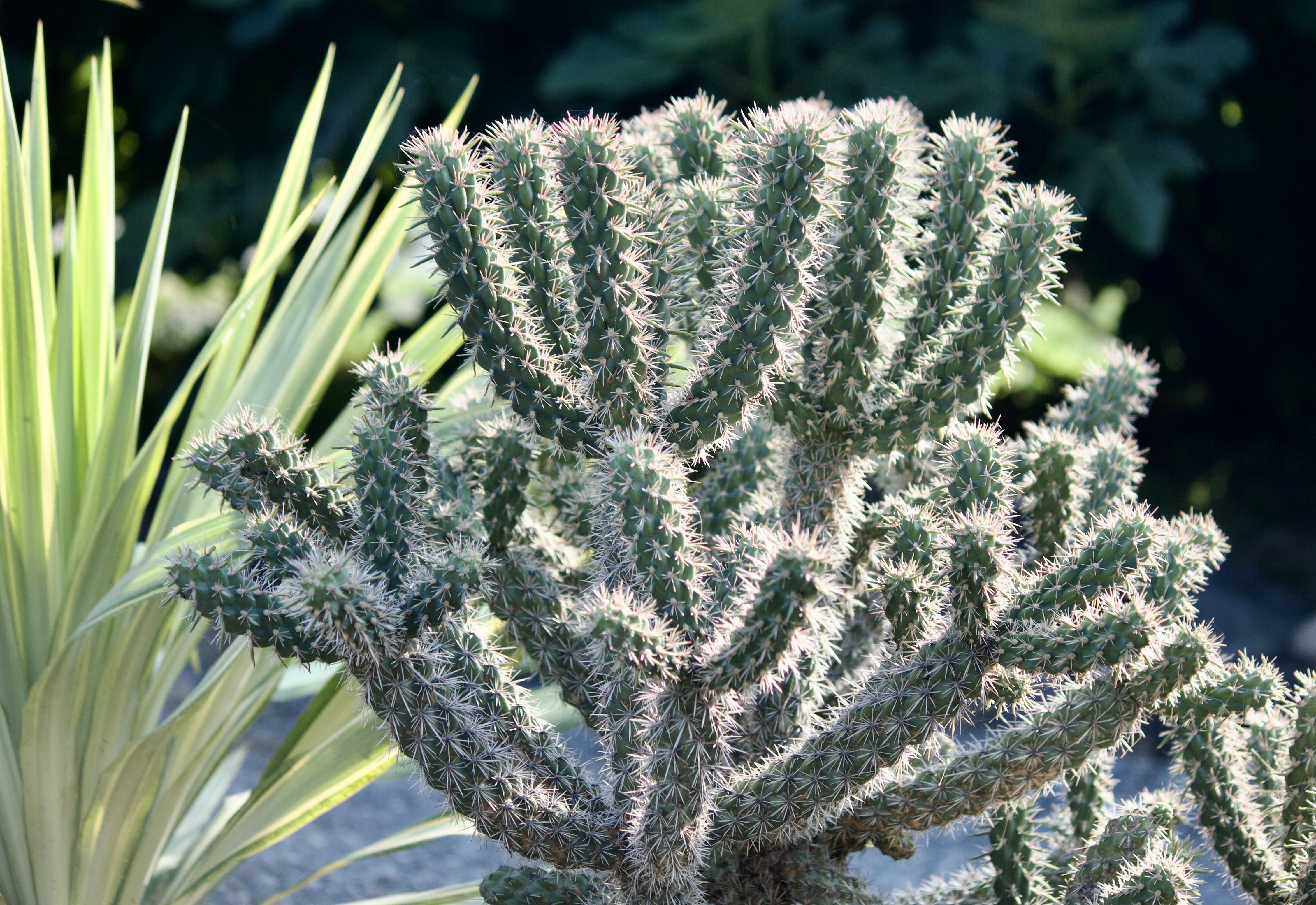 Prickly