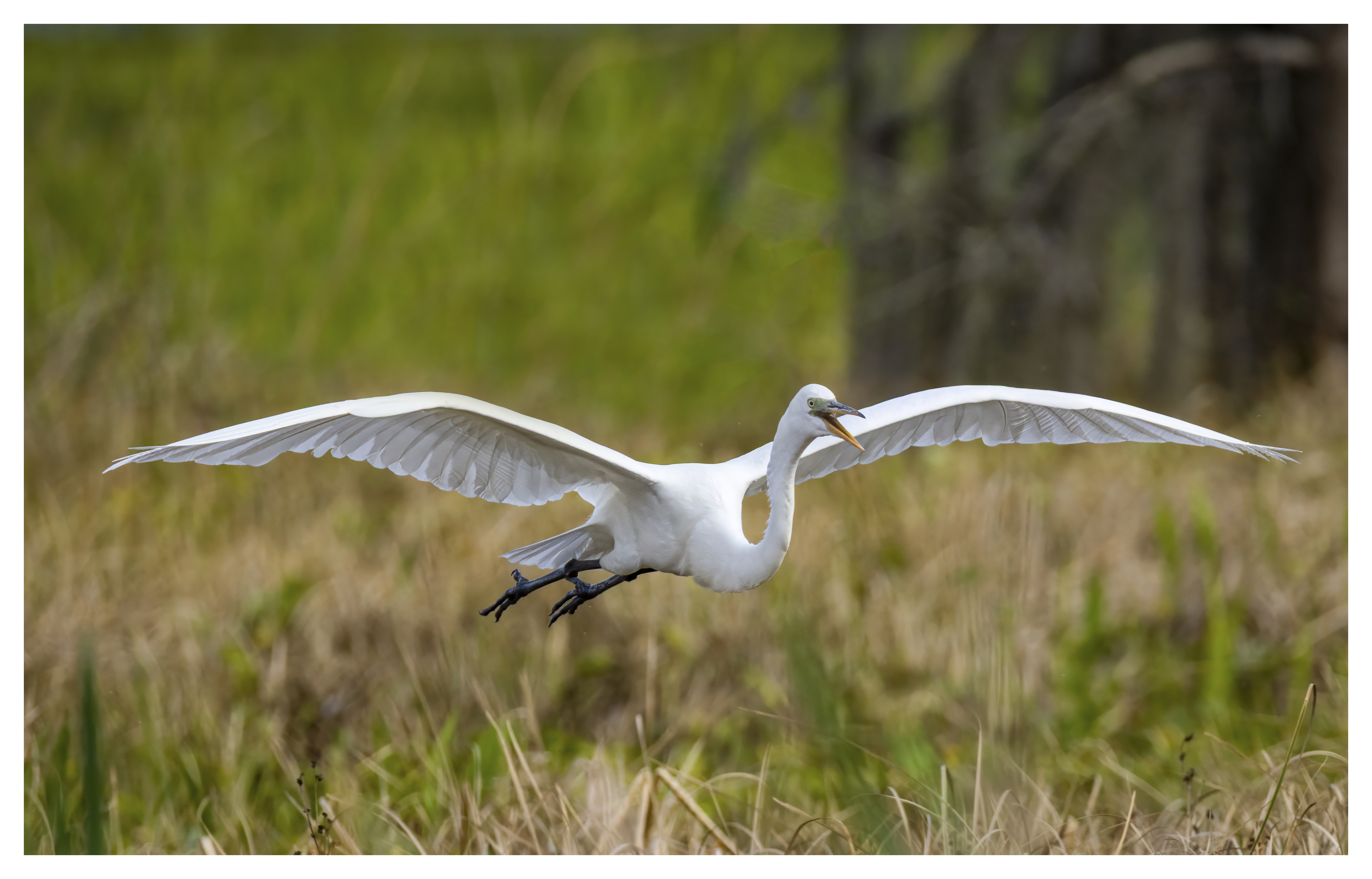 Great Egret Landing