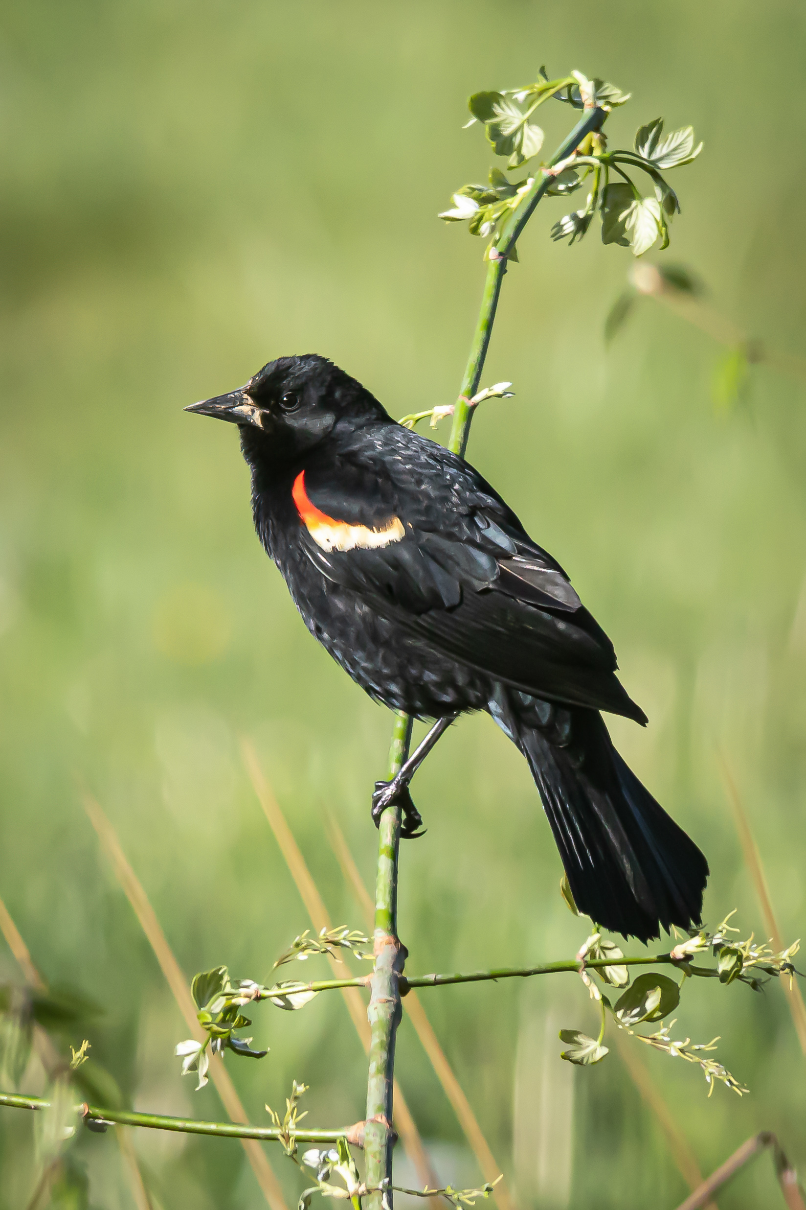Red-winged Blackbird