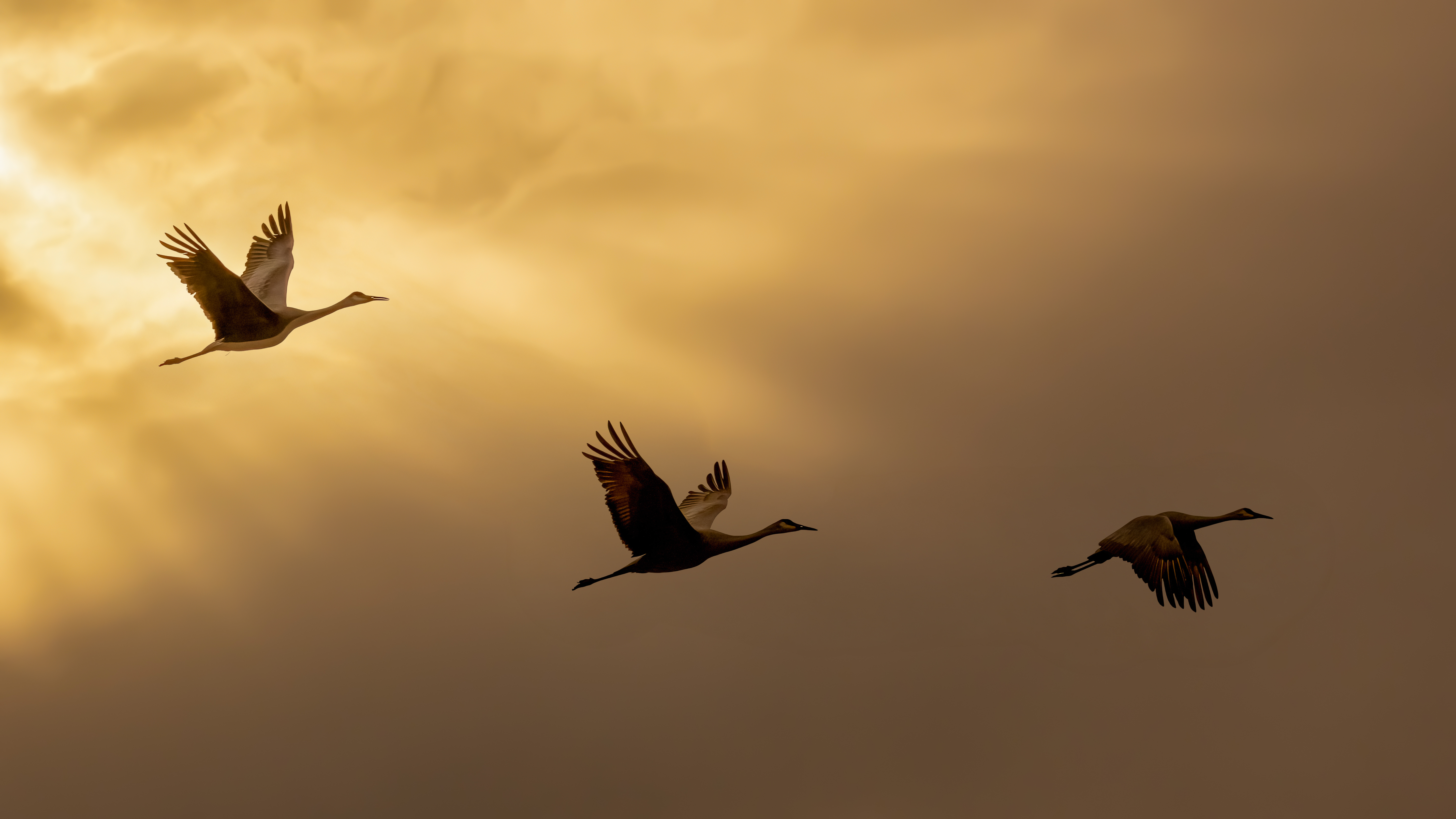 Out of the Sunset