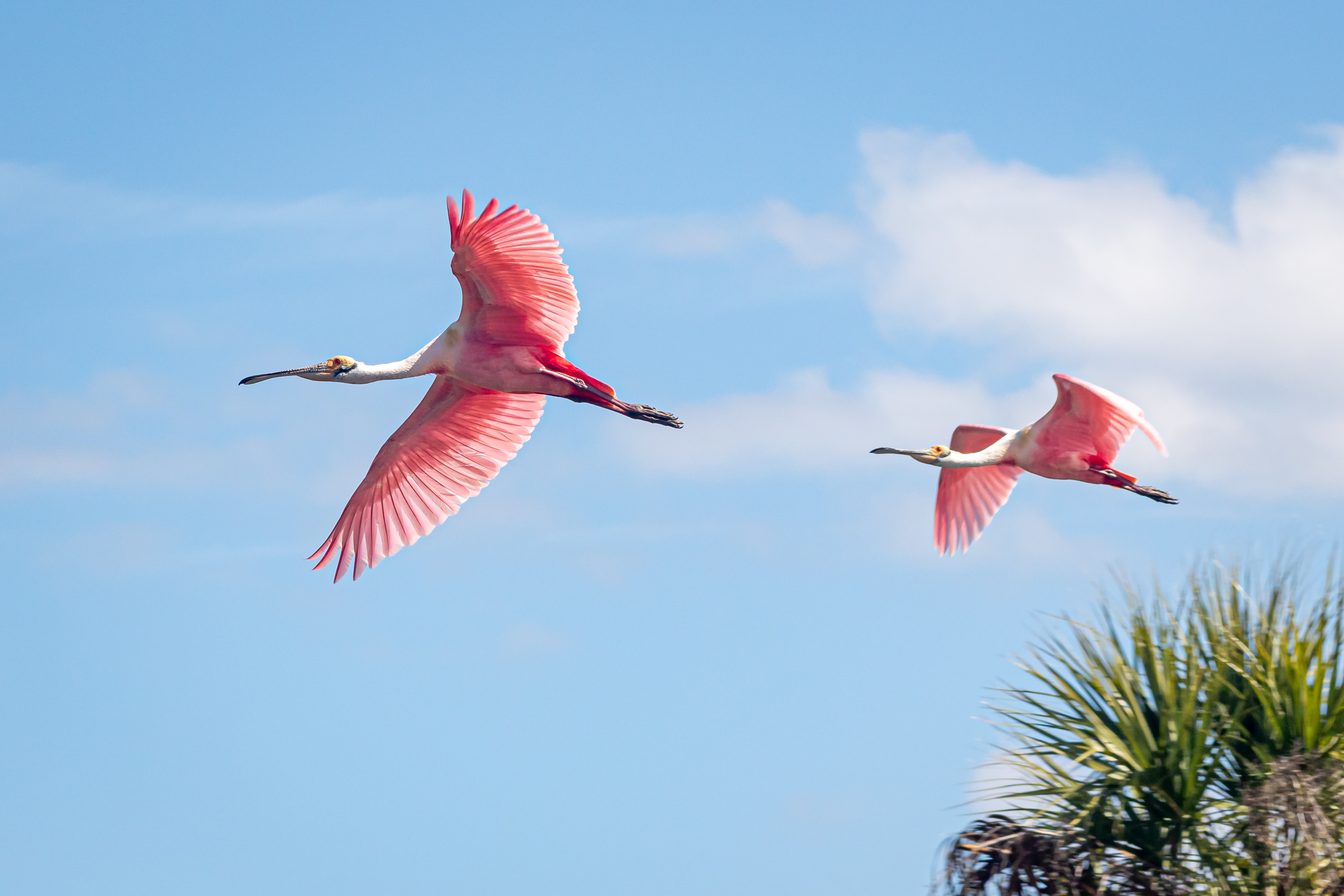 Roseate Spoonbills