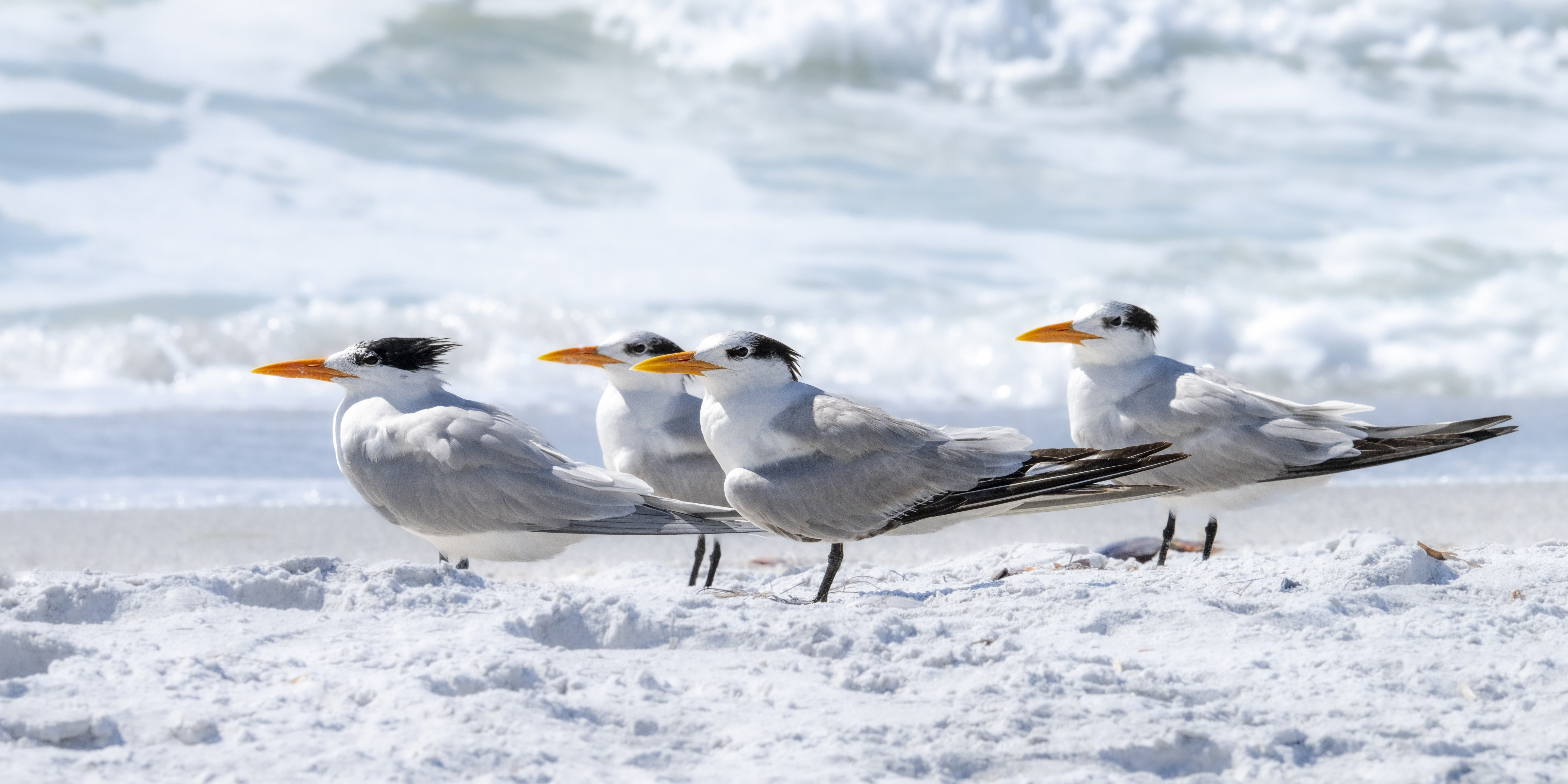 Royal Terns