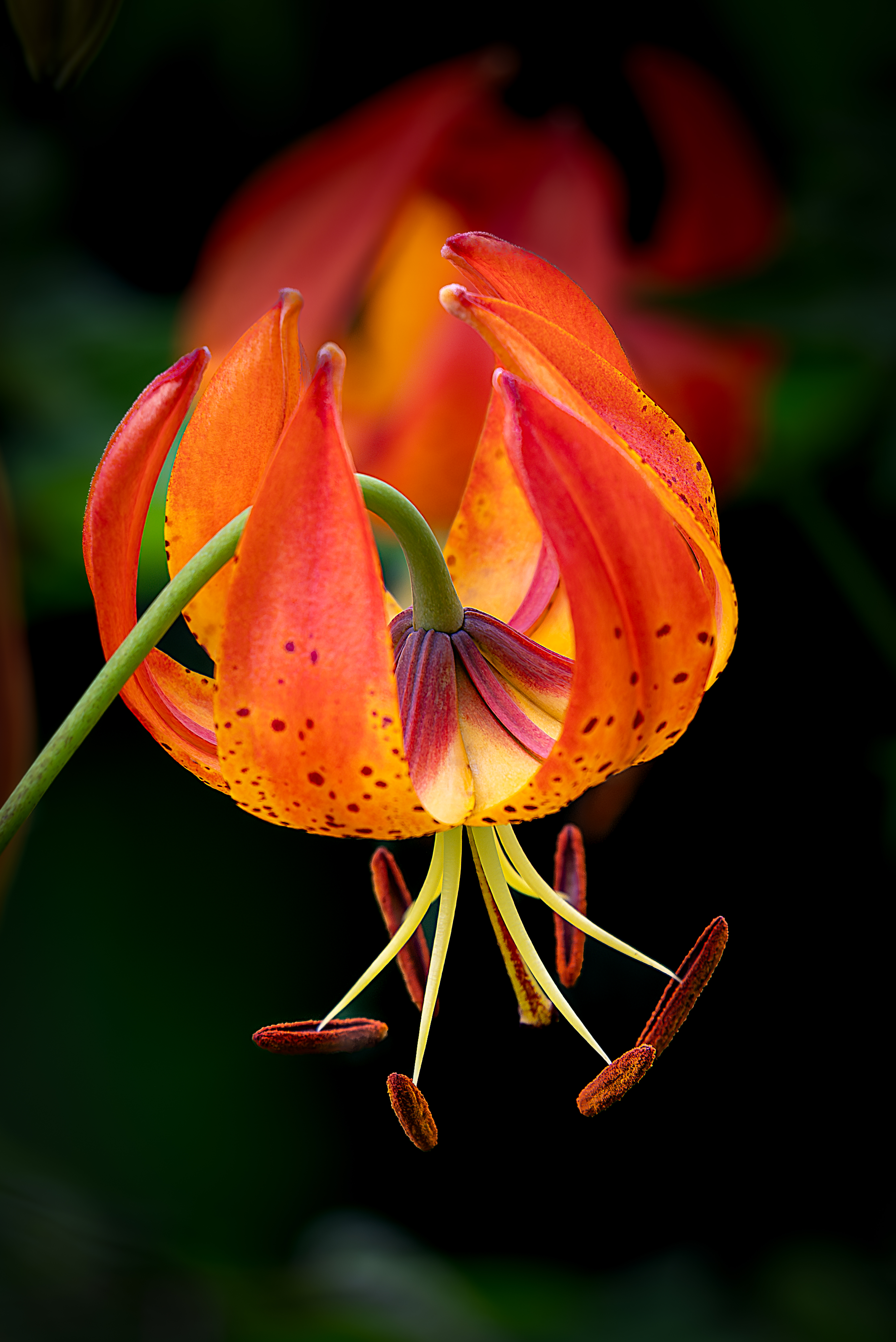 Turks Cap Lily