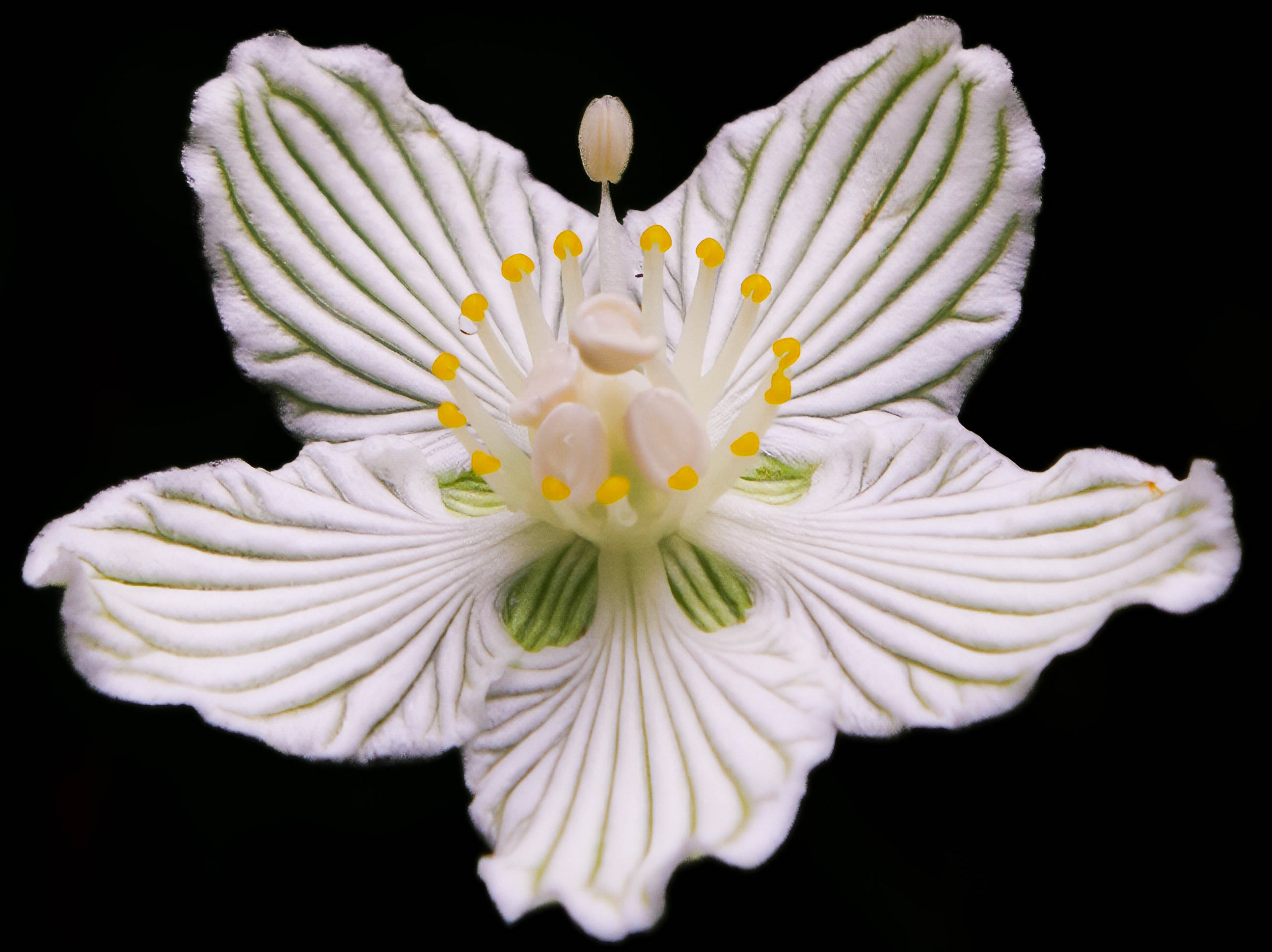 Grass of Parnassus