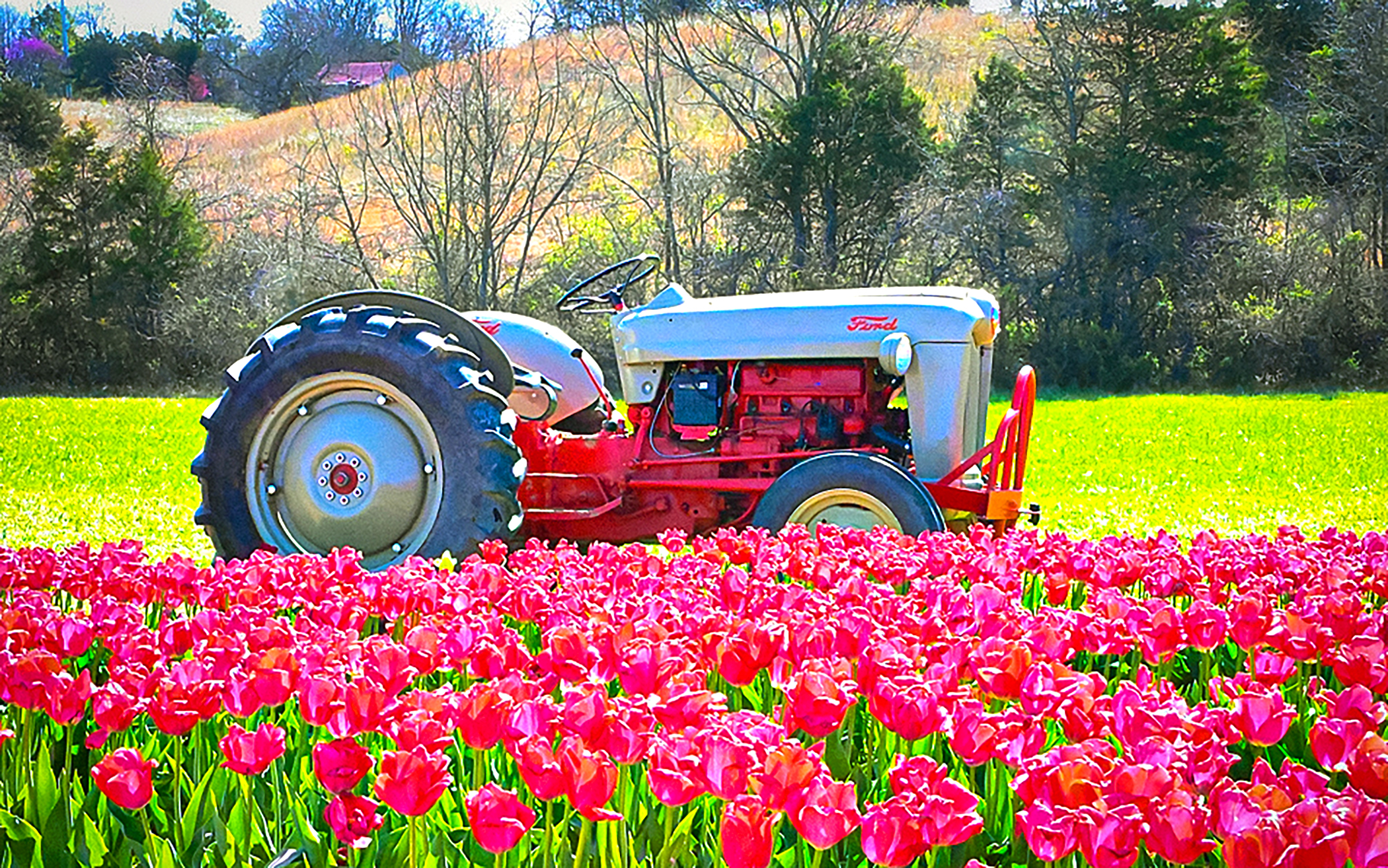 Tulip Harvest