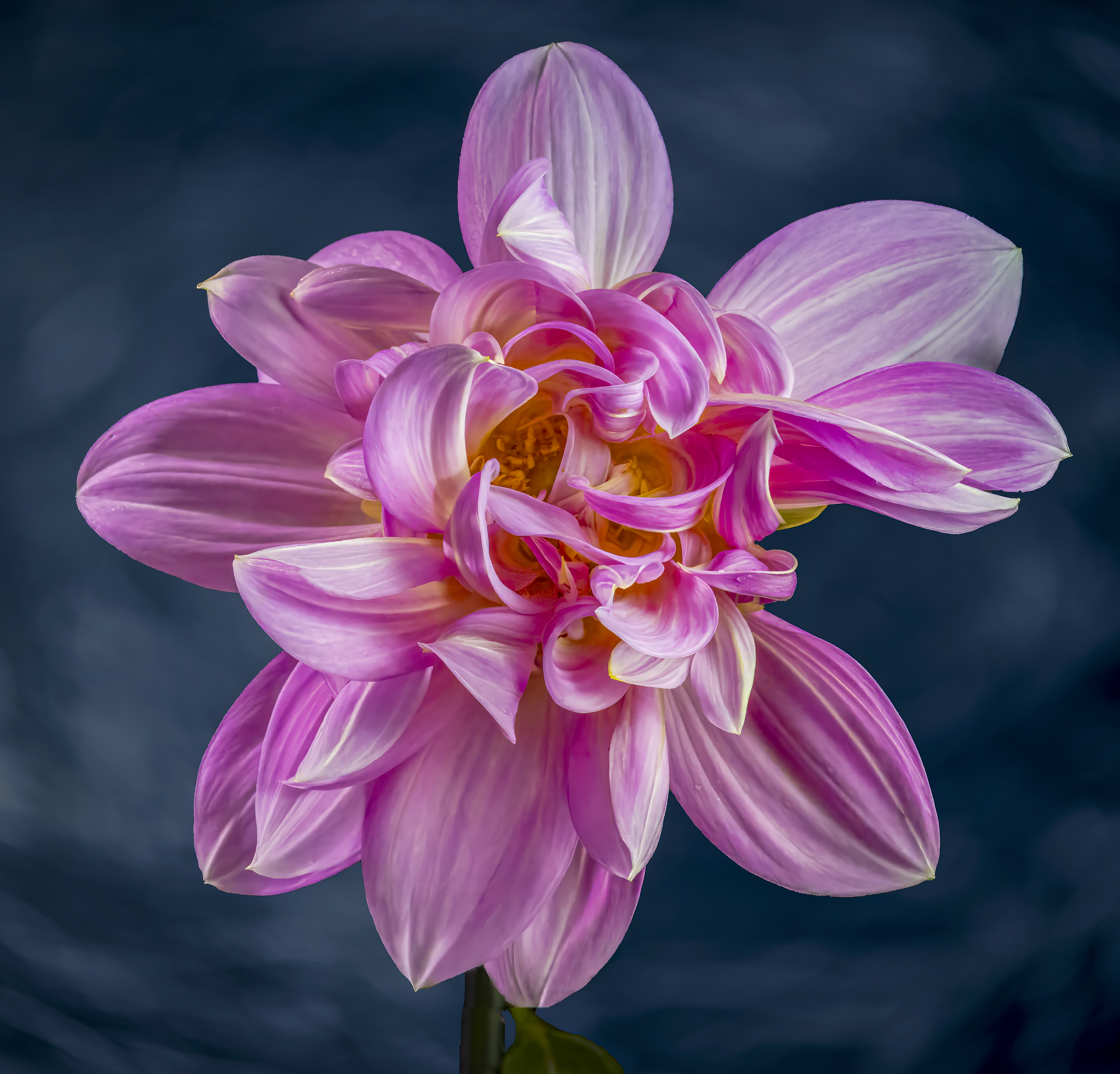 Pink Dahlia