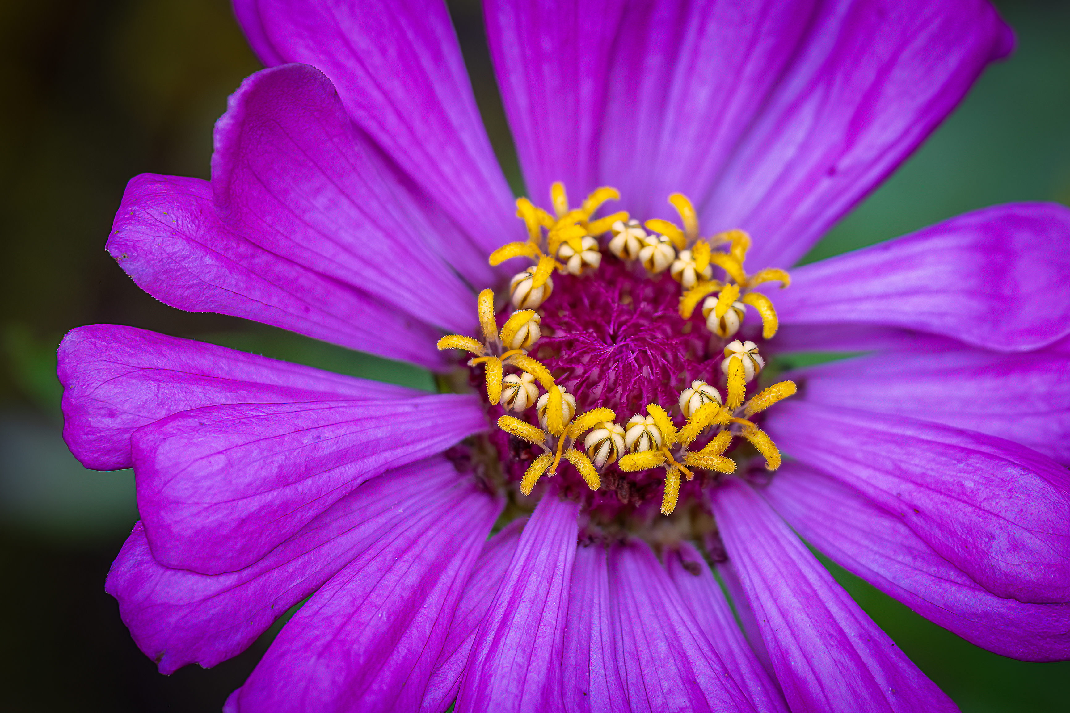 A Flower Within A Flower